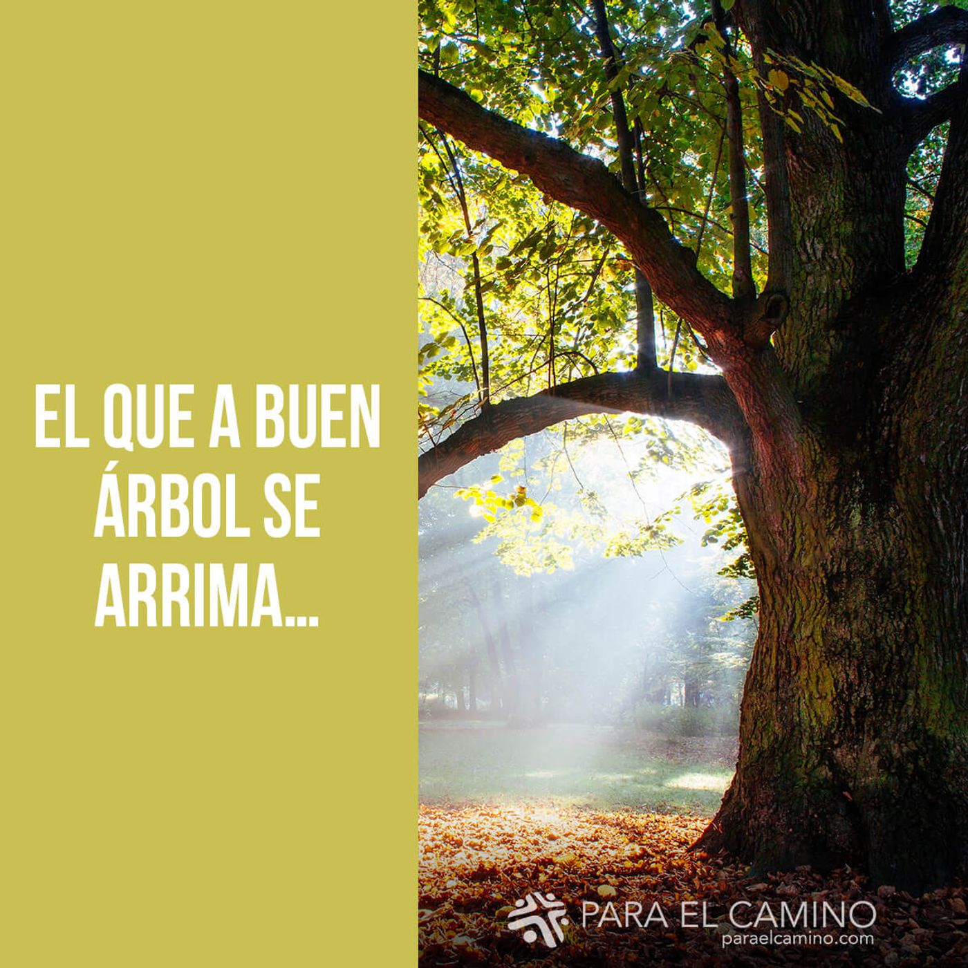 Portada de Para El Camino
