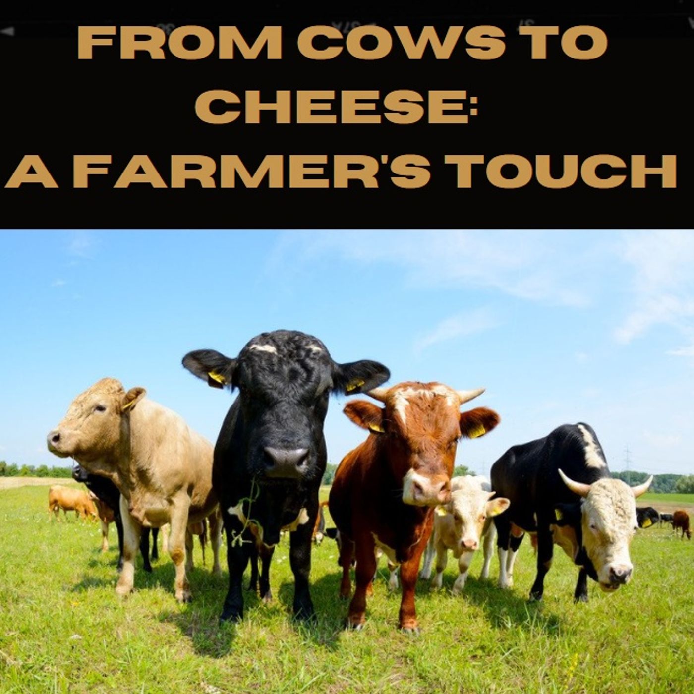 From Cows to Cheese: A Farmer\'s Touch