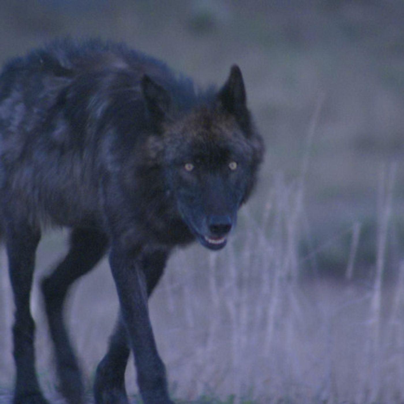 Appeals Court Upholds Removing Federal Wolf Protections episode artwork