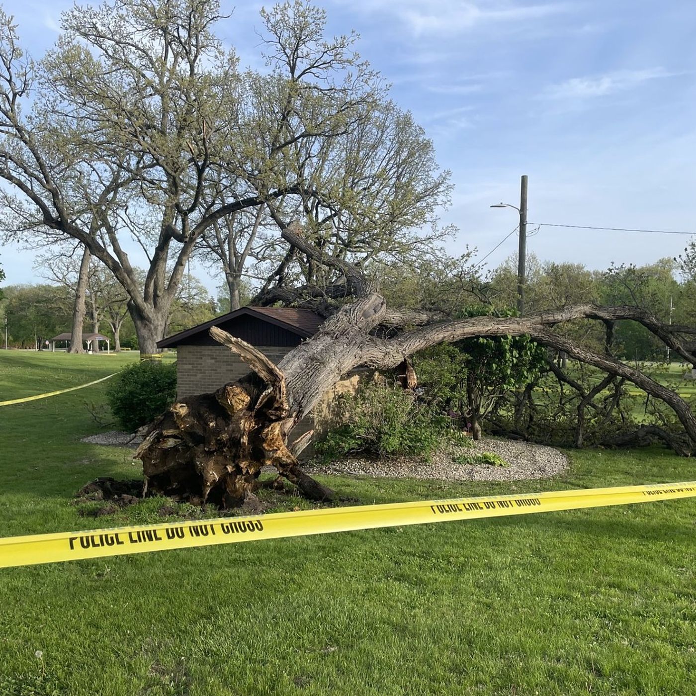 Peru to analyze other at-risk trees at Centennial Park episode artwork