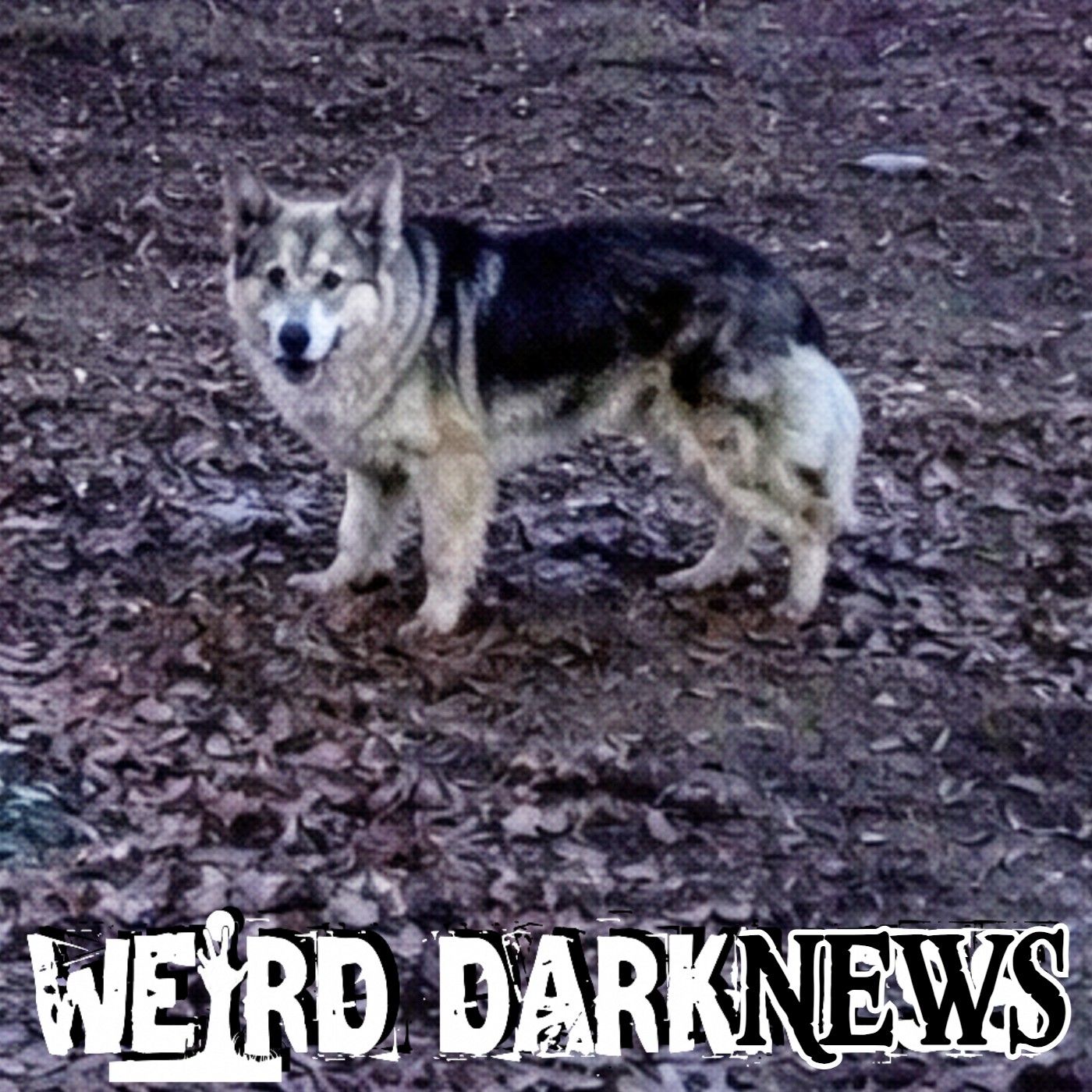 "Louisville Lassie": The Neighborhood Dog That Led Police to a Missing Toddler