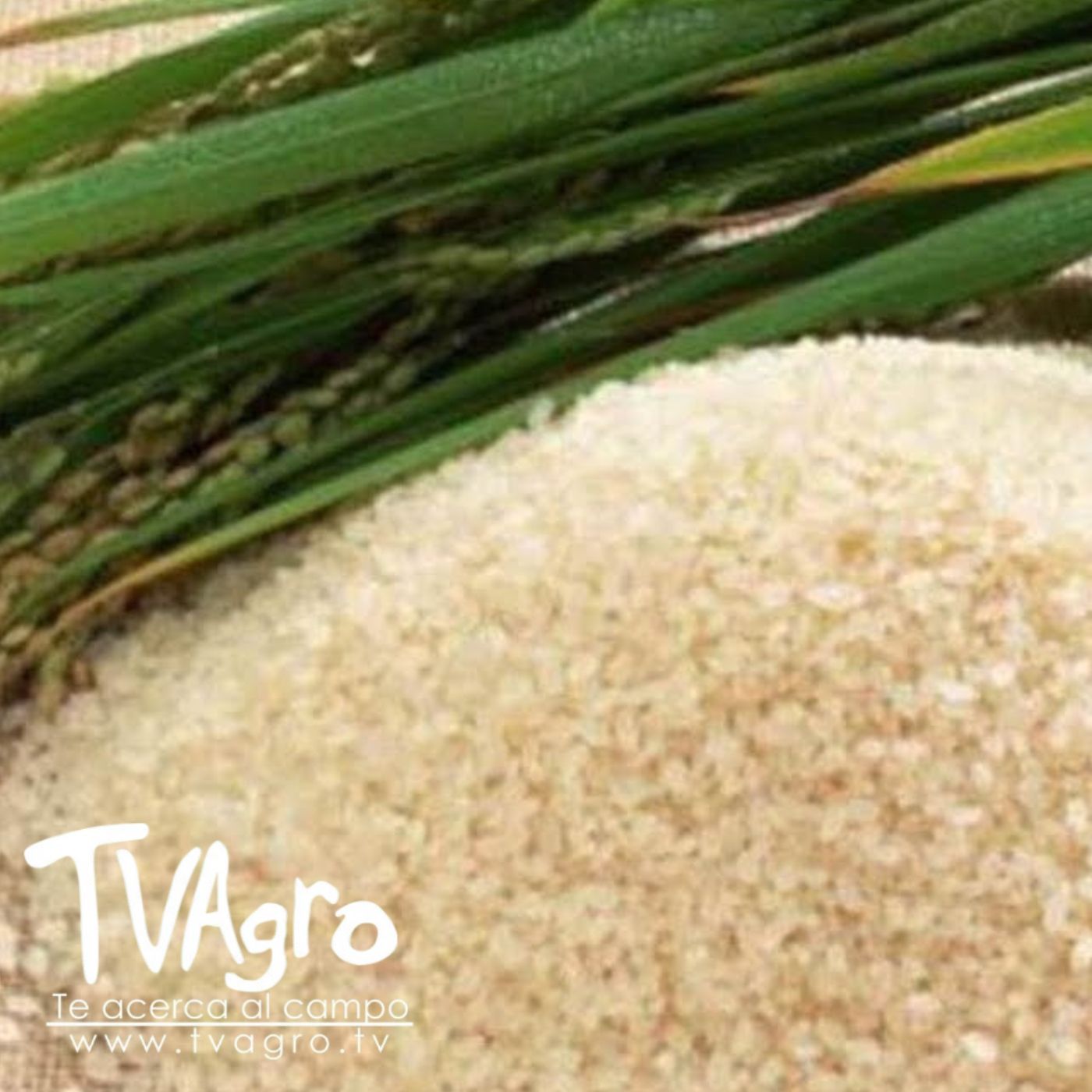 TV AGRO