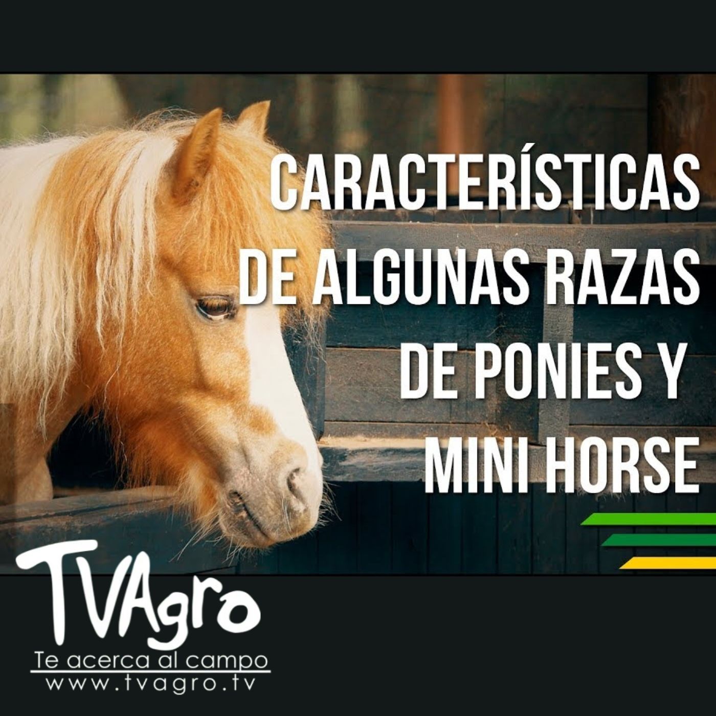 TV AGRO