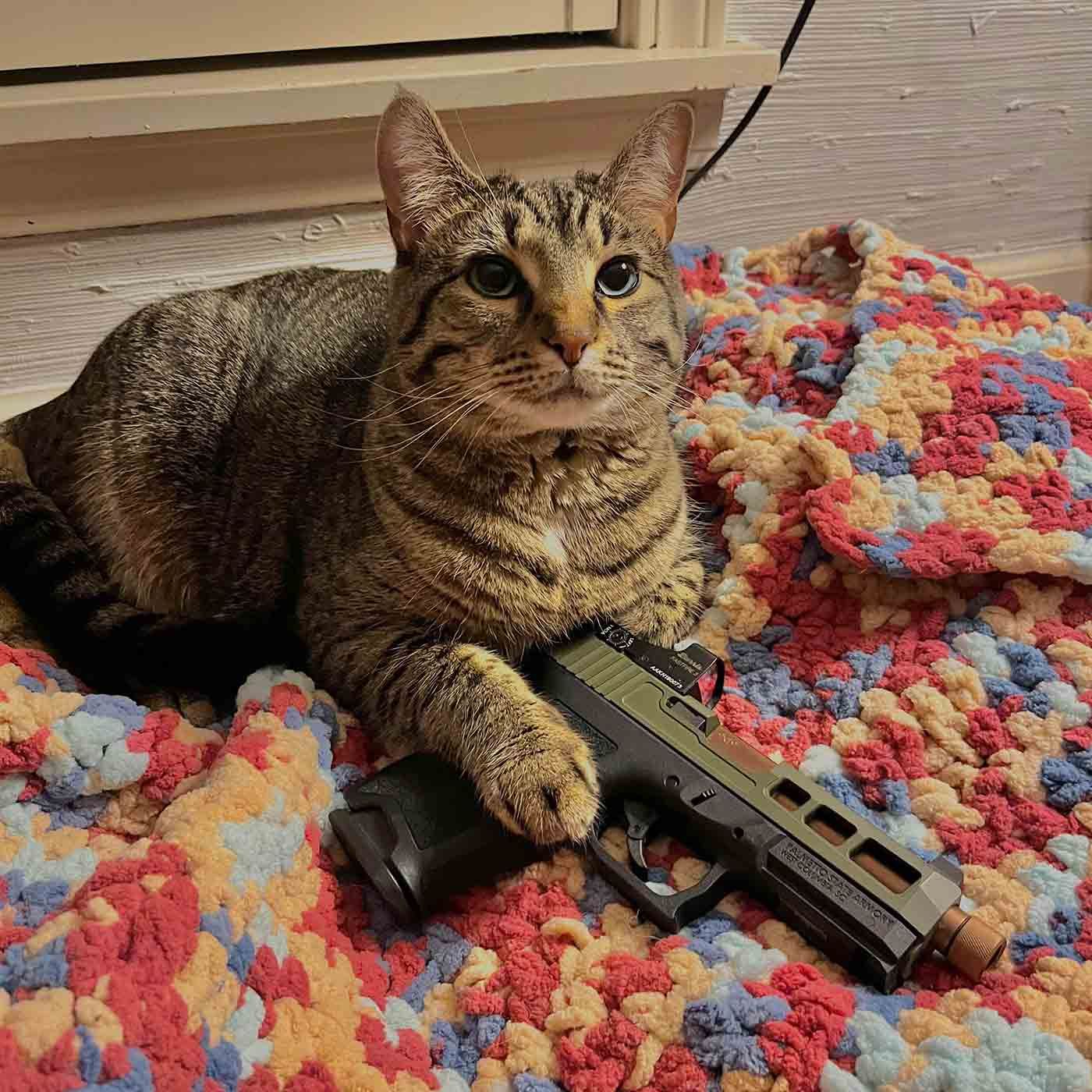Talk To Your Cat About Gun Safety - Drive Thru Restaurant For Dogs
