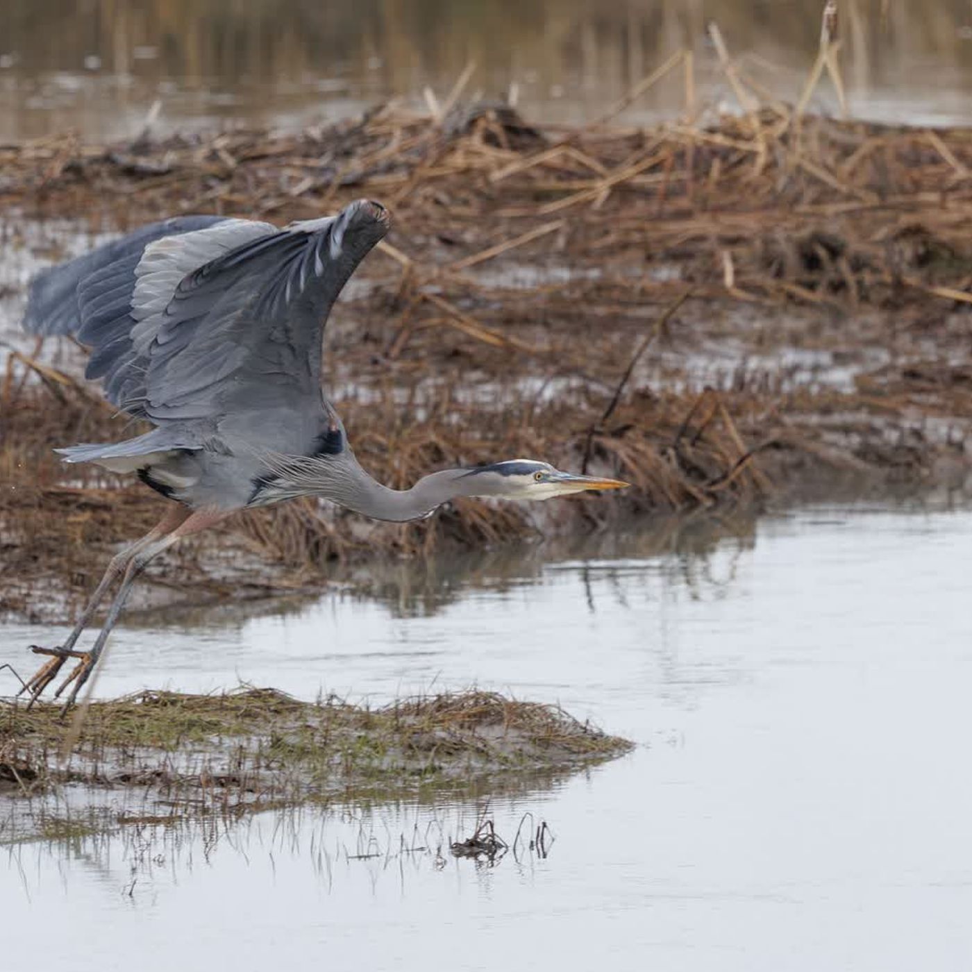 Dzień mokradeł, ptaki w zimowym ogrodzie Dzień mokradeł, ptaki w zimowym ogrodzie