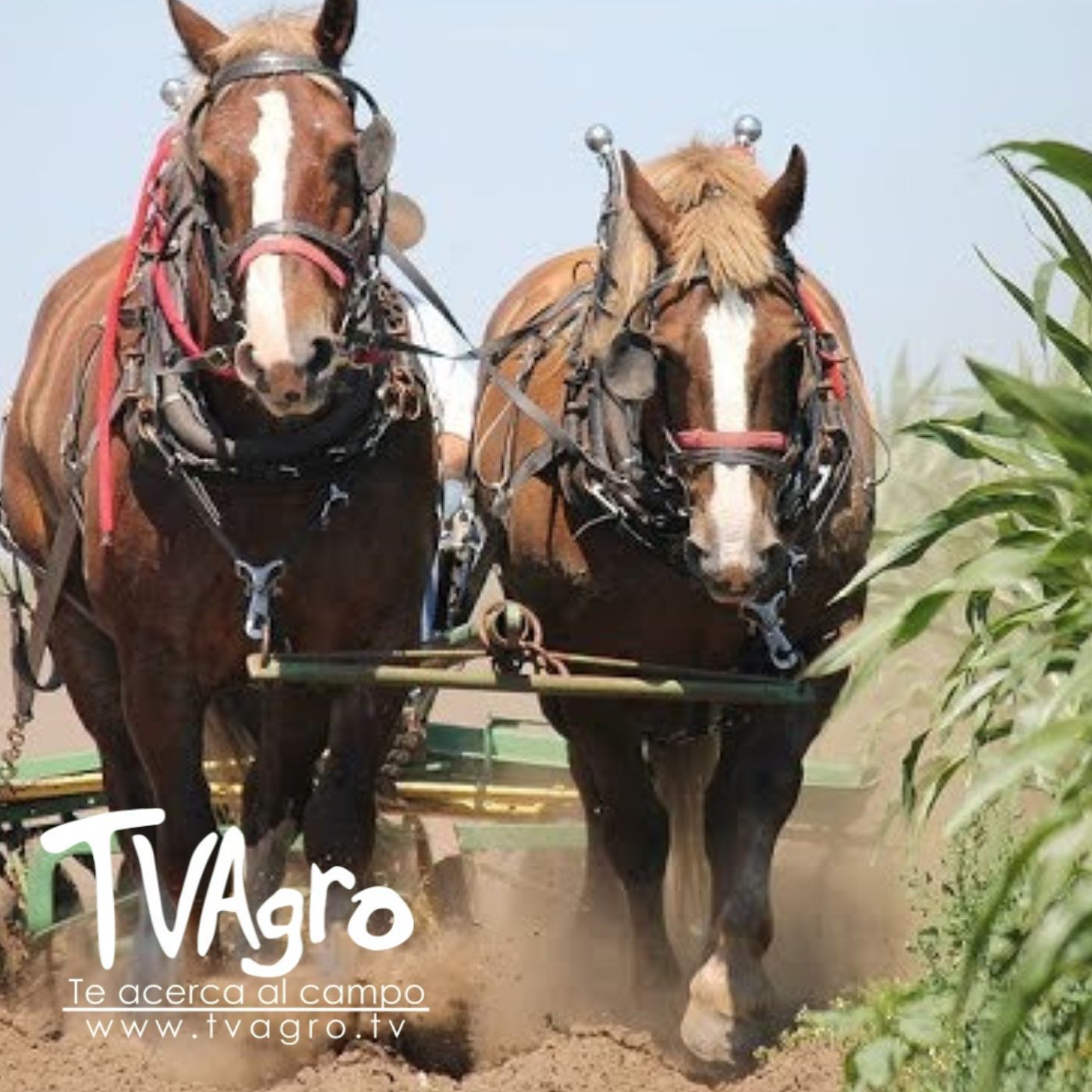 TV AGRO