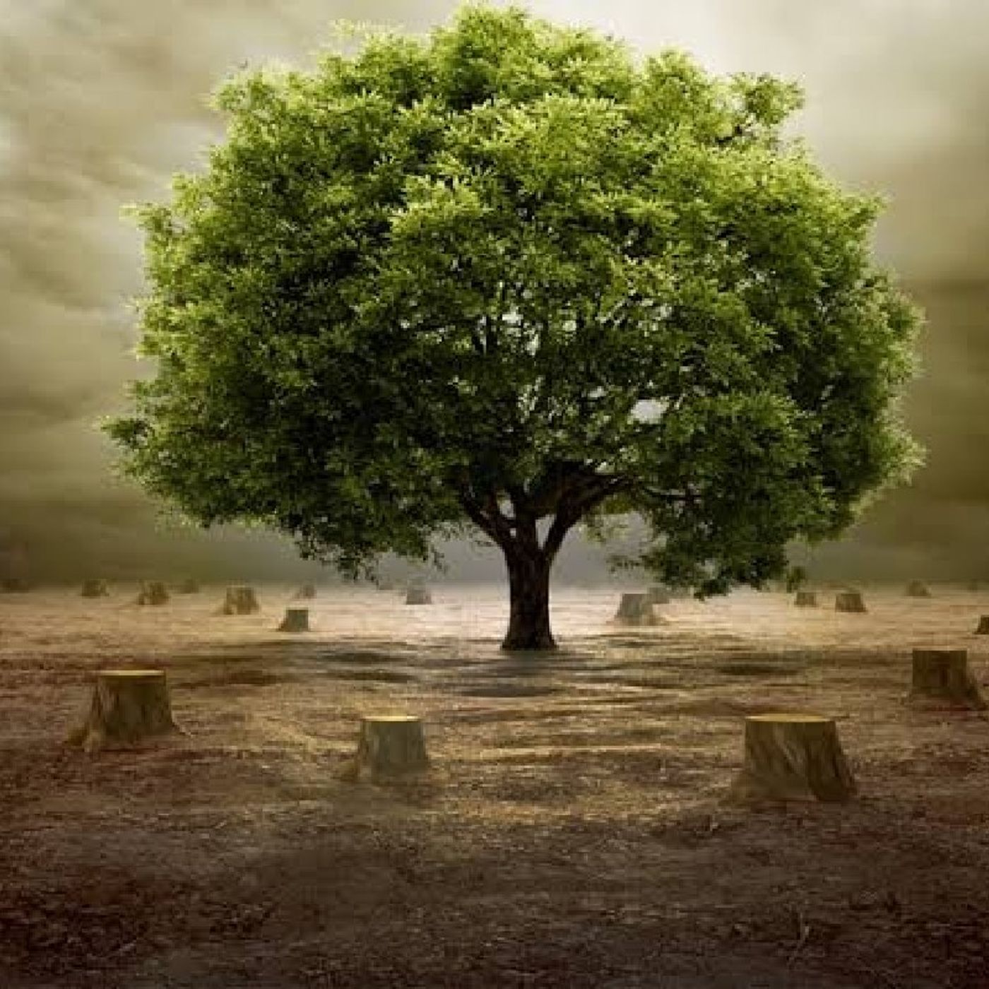 LA DEFORESTACIÓN episode artwork