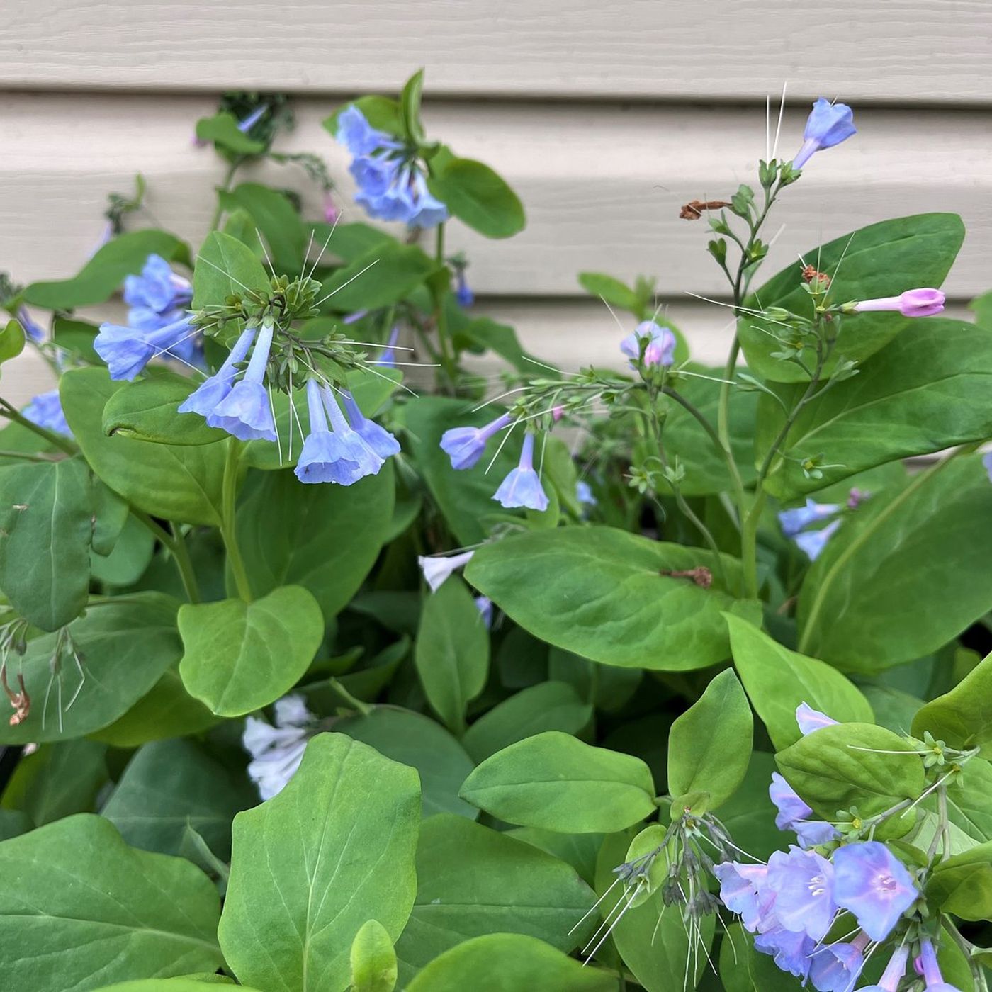 Down the Garden Path: Why some flowers change color episode artwork