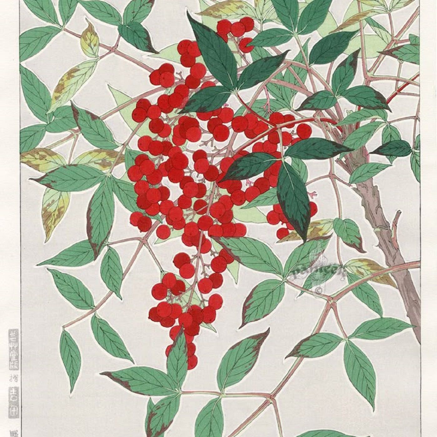 Southern Appalachian Herbs