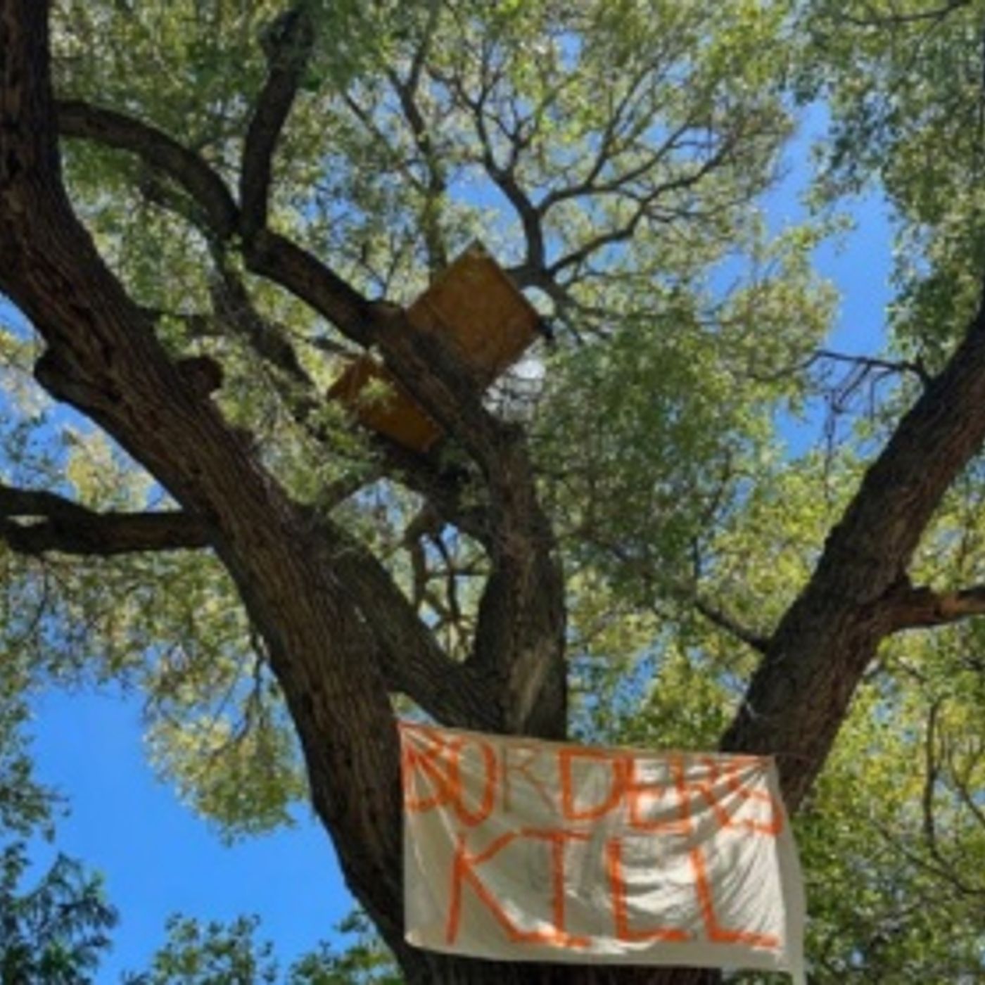 Episode 180: Activists Take to the Canopy to Defend Centuries-old Cottonwood, Cats, and Connectivity