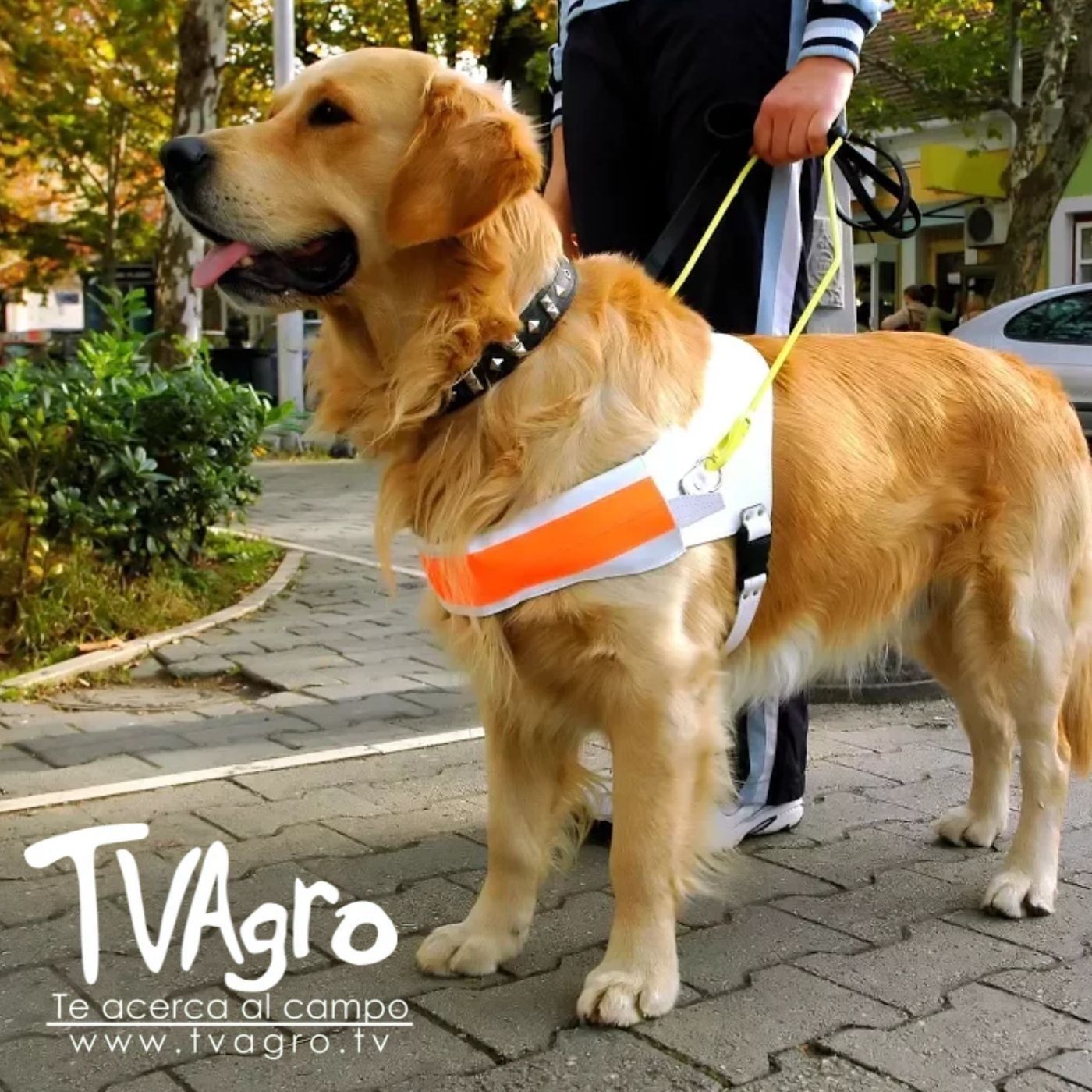 TV AGRO