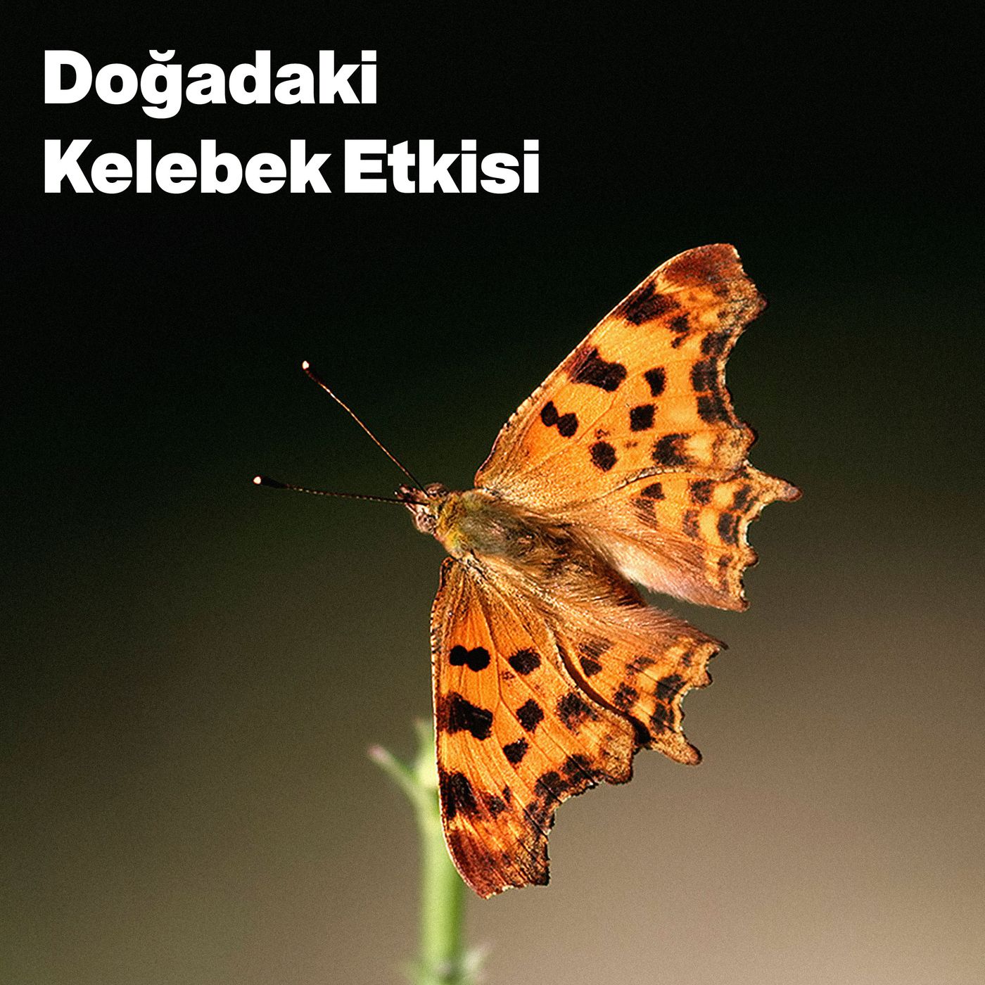 Doğadaki Kelebek Etkisi episode artwork