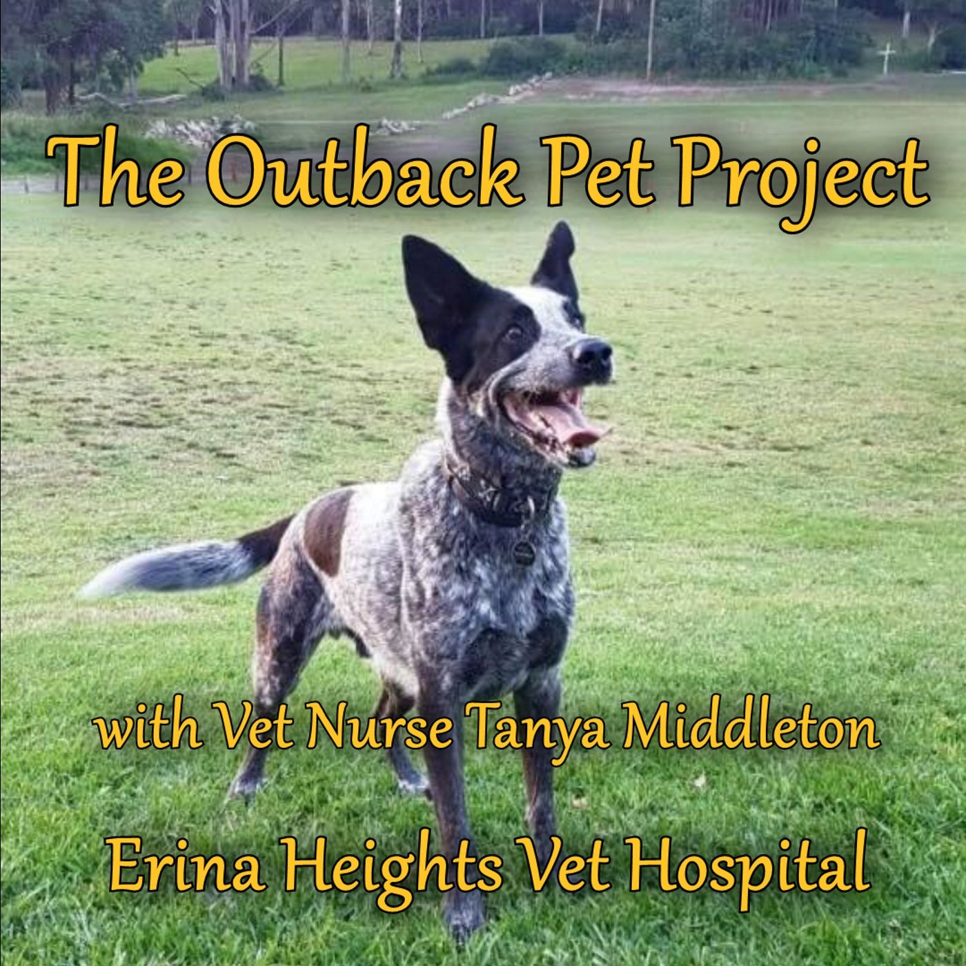 VET Talk Radio Podcasts