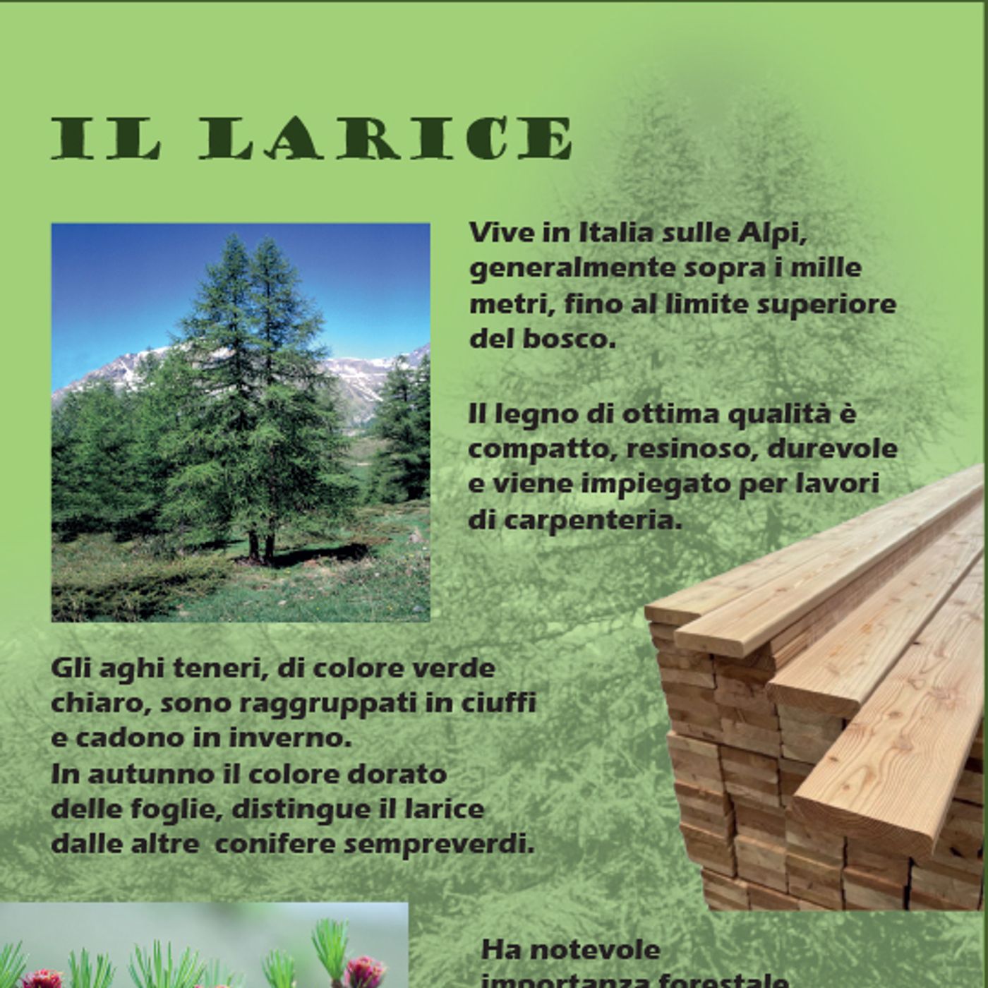 Flora Selvatica Flora Selvatica