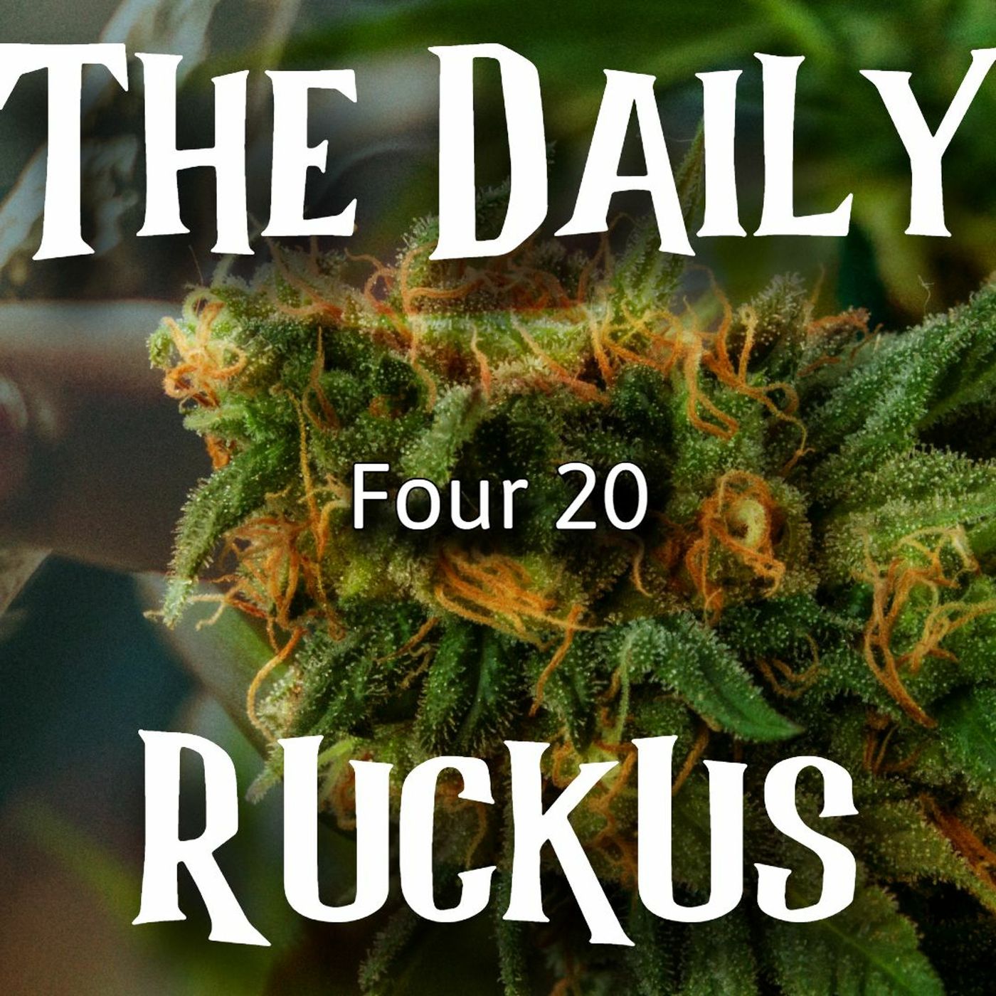 The Daily Ruckus