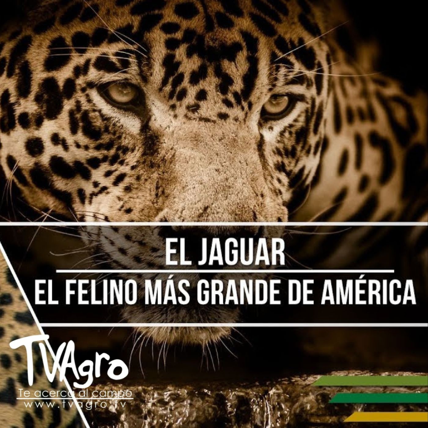 TV AGRO