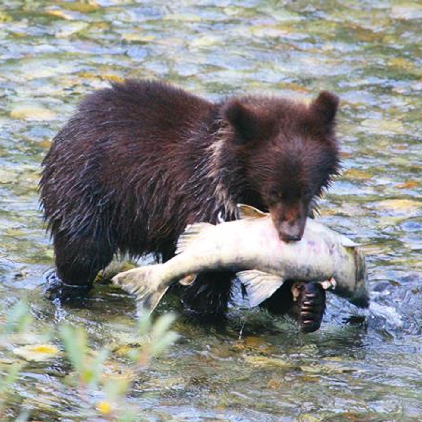 Survival Medicine Hour: GMO Salmon, Medical Emergencies