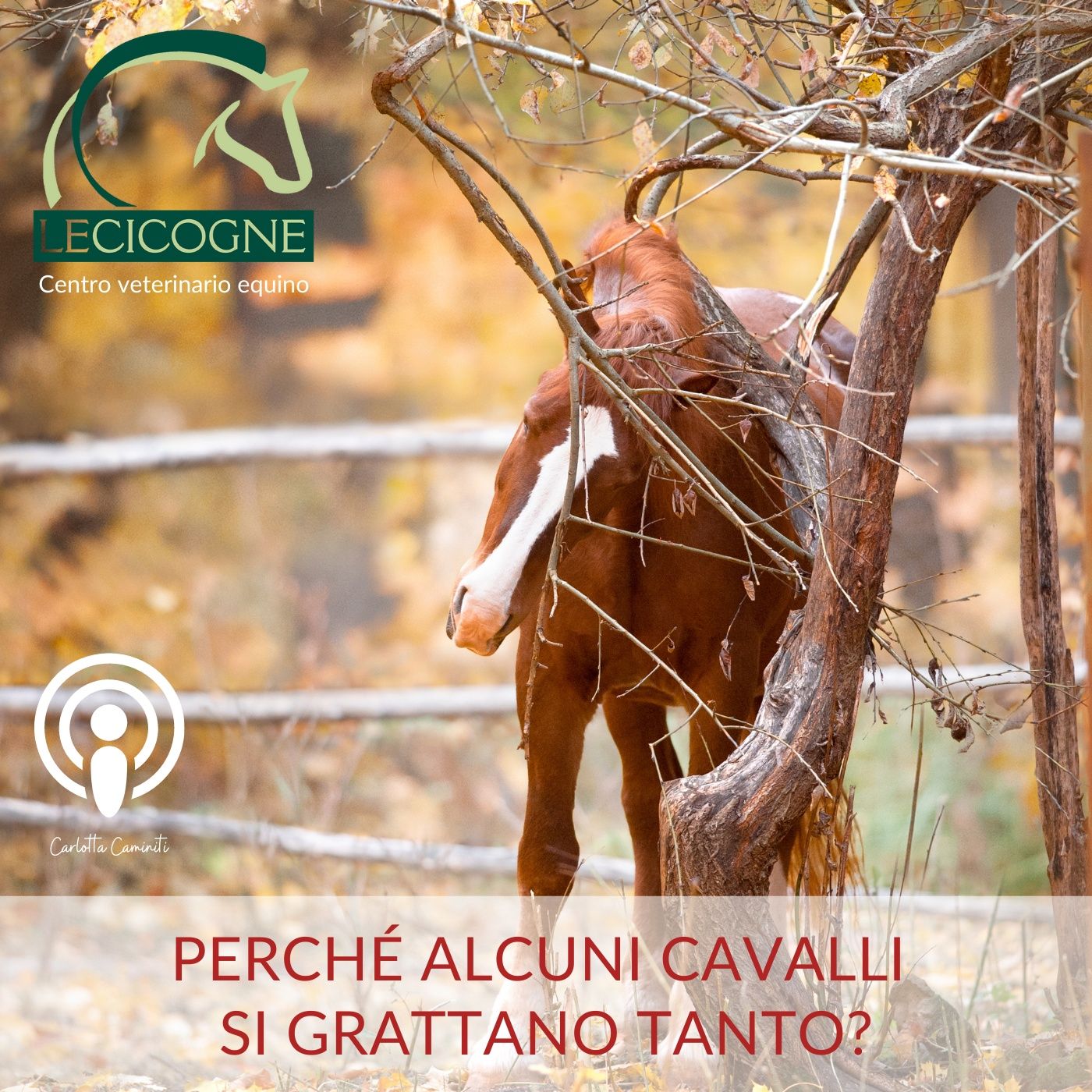 I cavalli: parliamo di salute e benessere