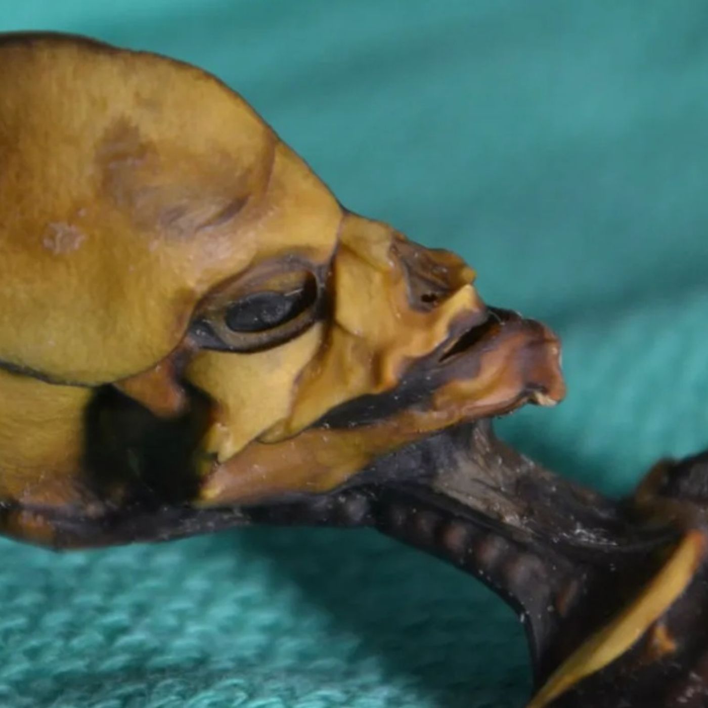 Alien Mummies Of Nazca  With Dr. Robert E. Farrell  11/18/22 episode artwork
