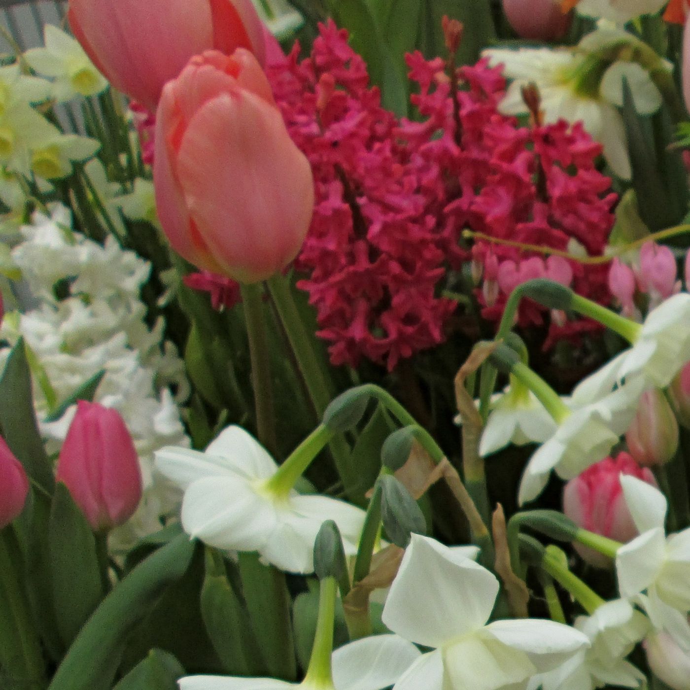 Accy's show cover art