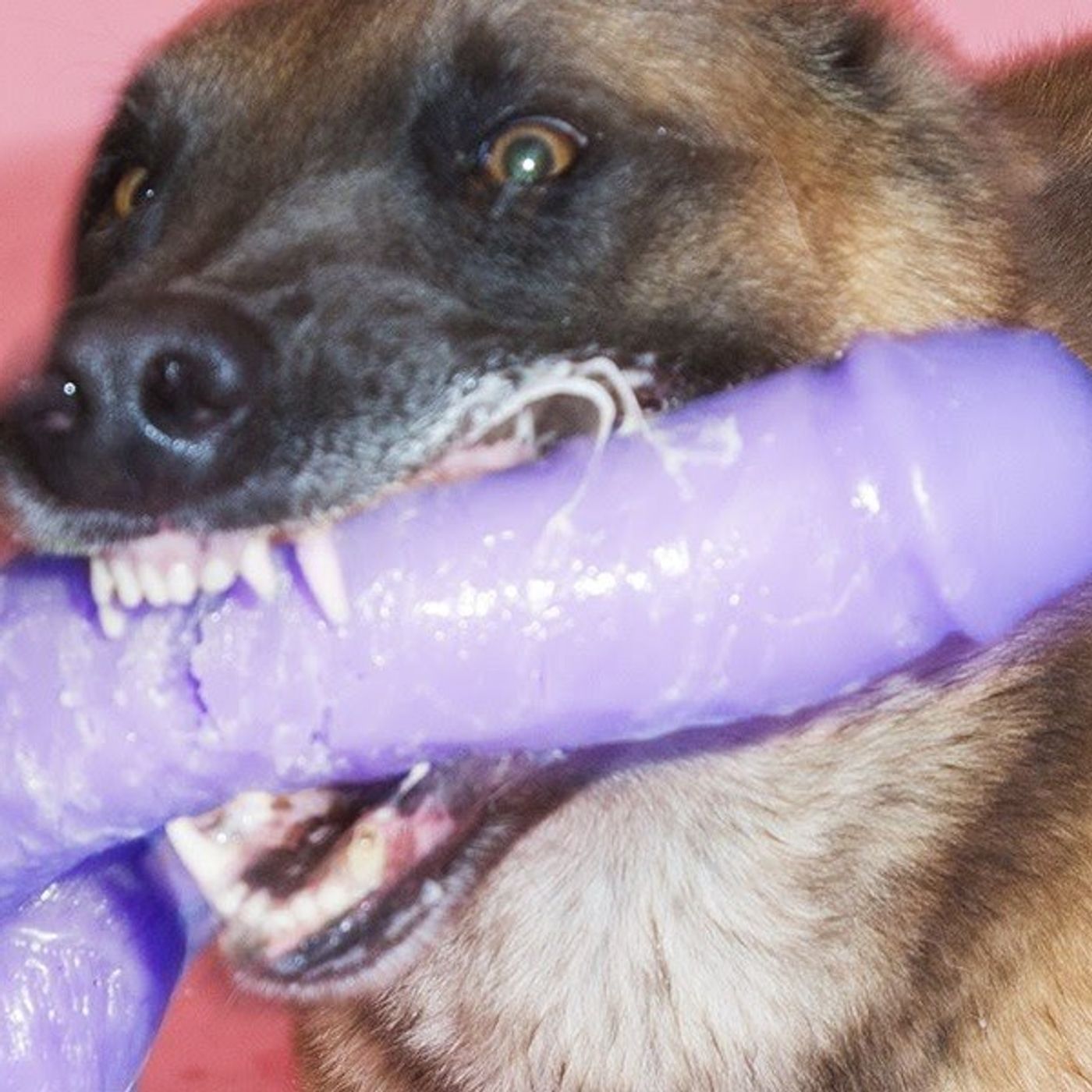Episode 3 Dog Dicks are cooler Episode 3 Dog Dicks are cooler