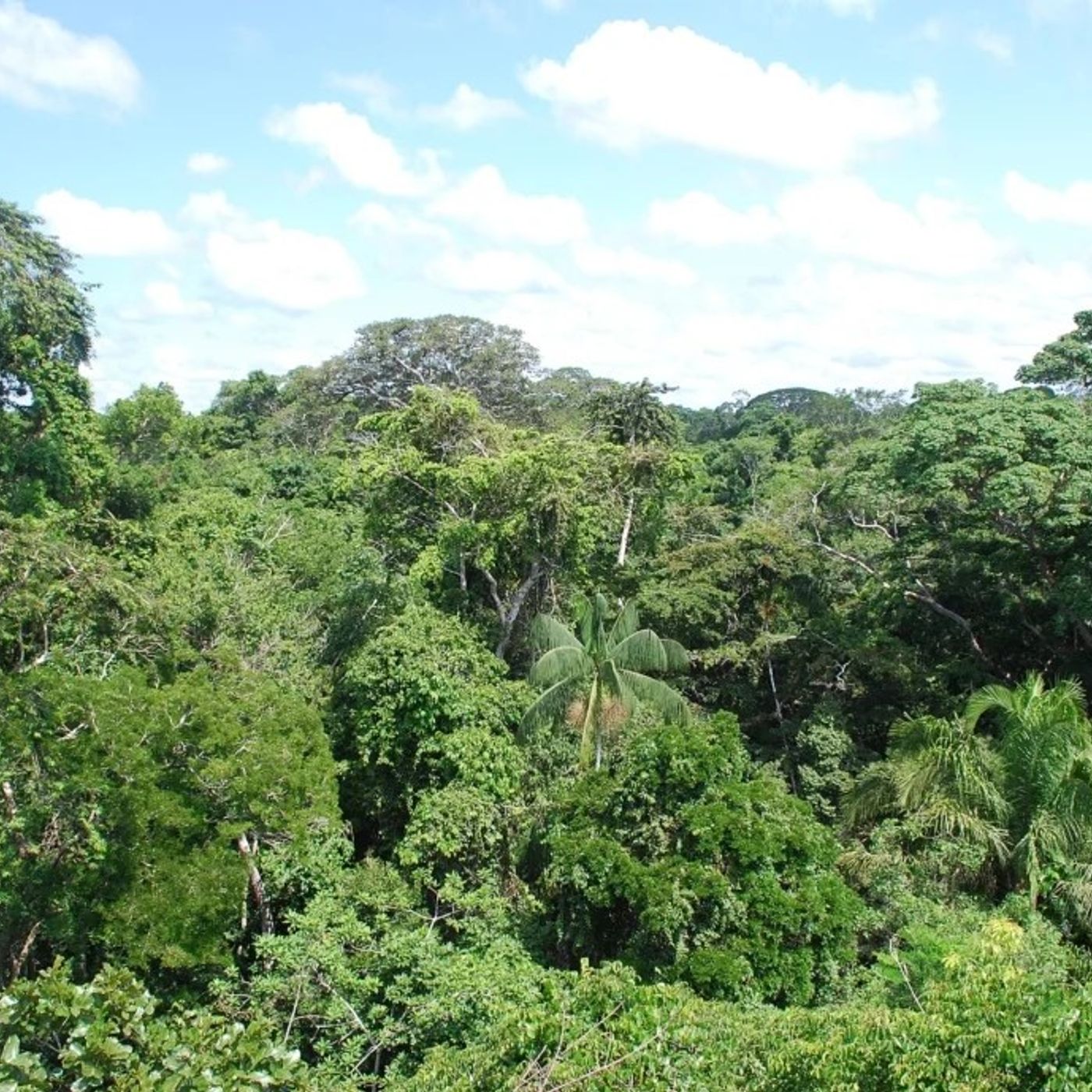 Il vento dall' Africa fertilizza l' Amazzonia pioggia permettendo episode artwork