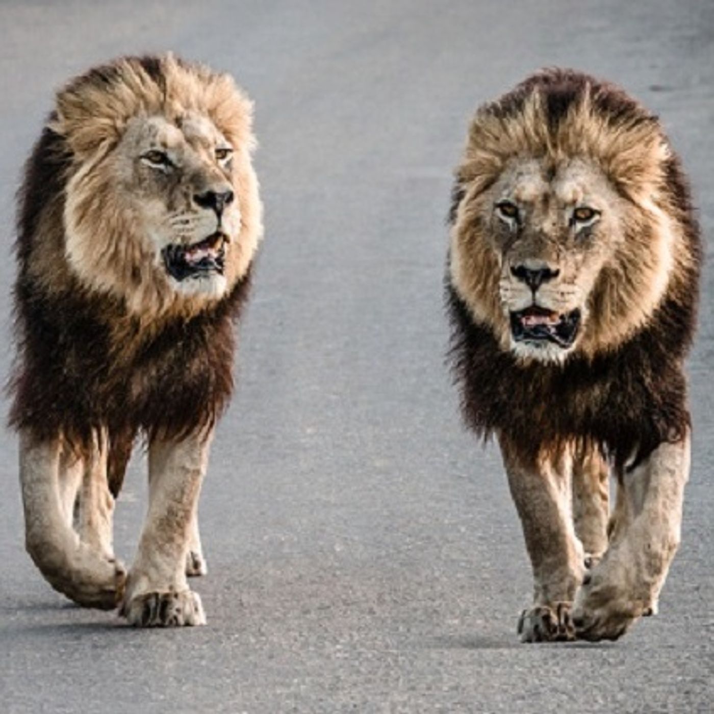 (Joke of the Day) Two Lions Are Doing Some Shopping episode artwork
