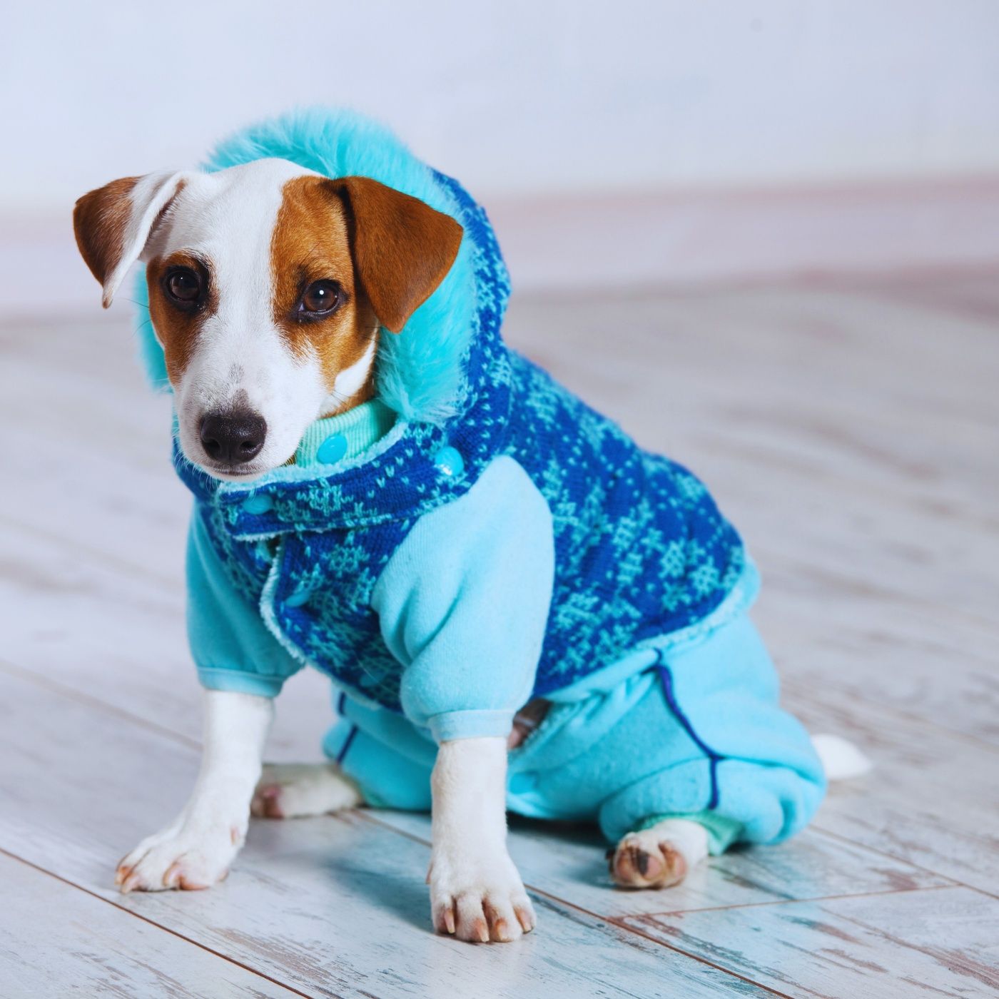 Streetwear for Paws: The Dog Fashion Pod