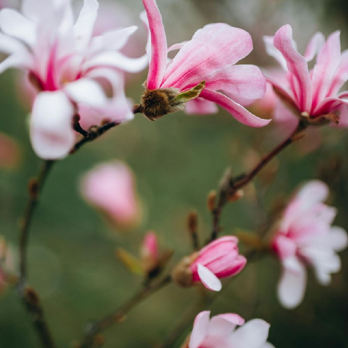 Mülteciler Meselesi