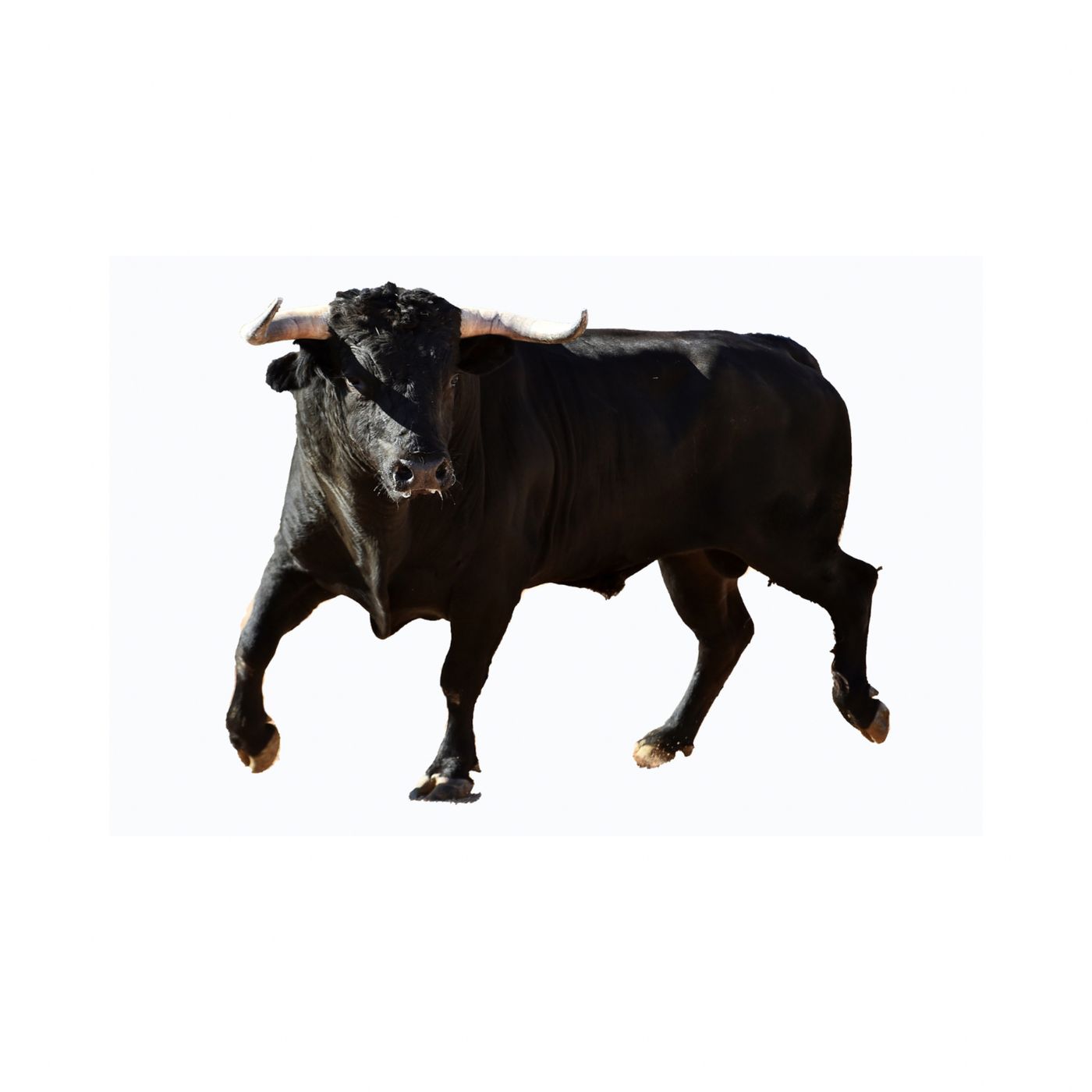 Aventuras de Trueno, el toro miura N-7