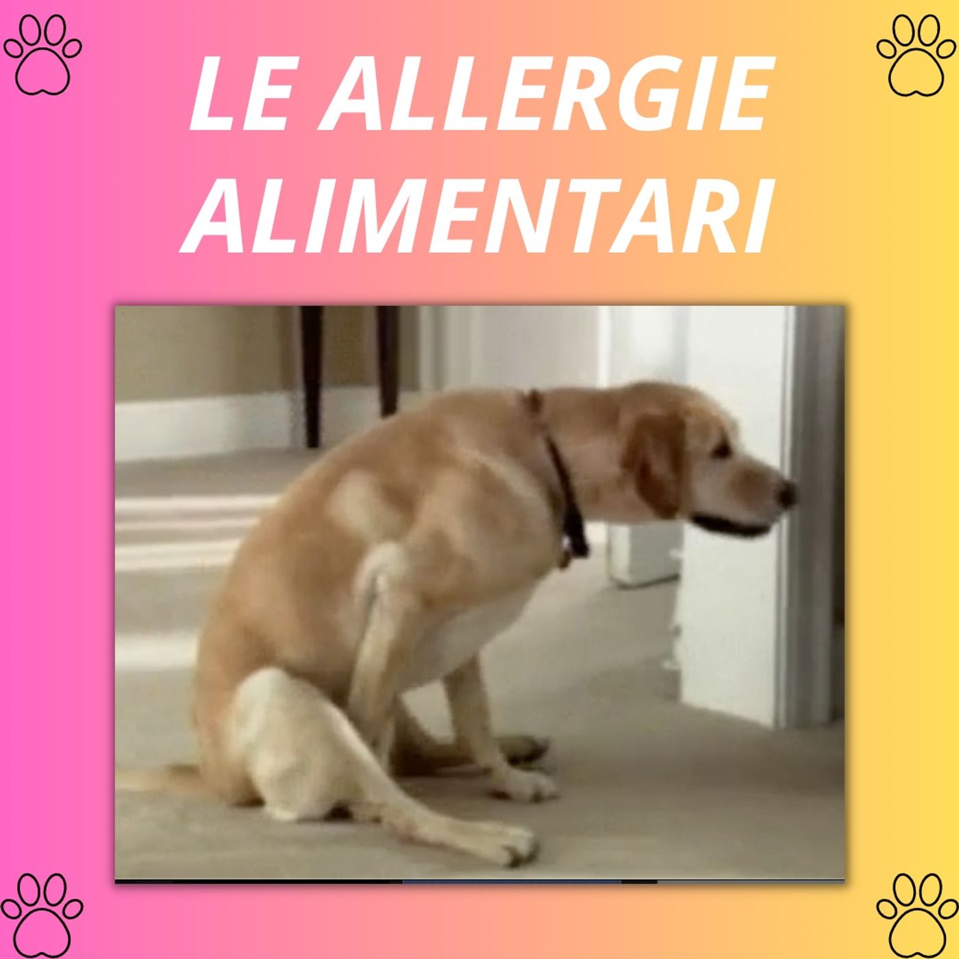 Cane&gatto: le domande più frequenti