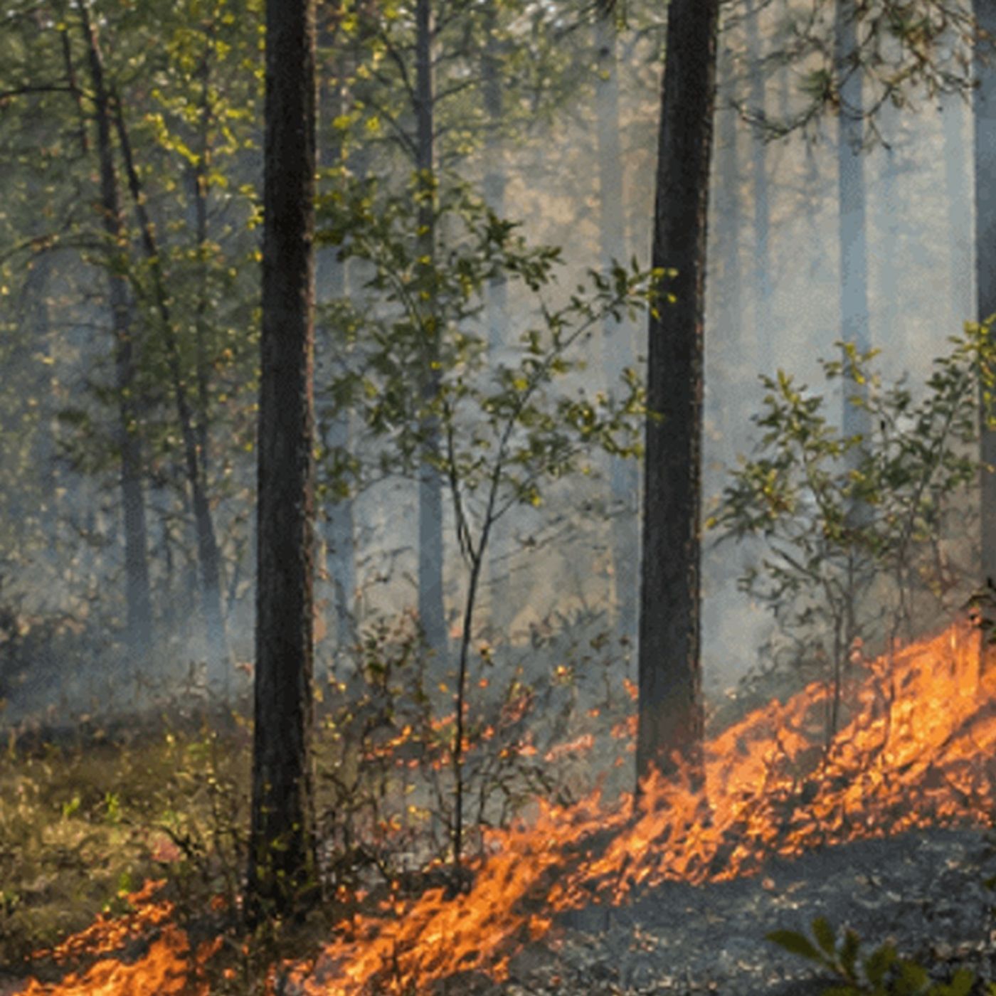 Massachusetts Wildfire Smoke Map Today | Live Fire & AQI episode artwork