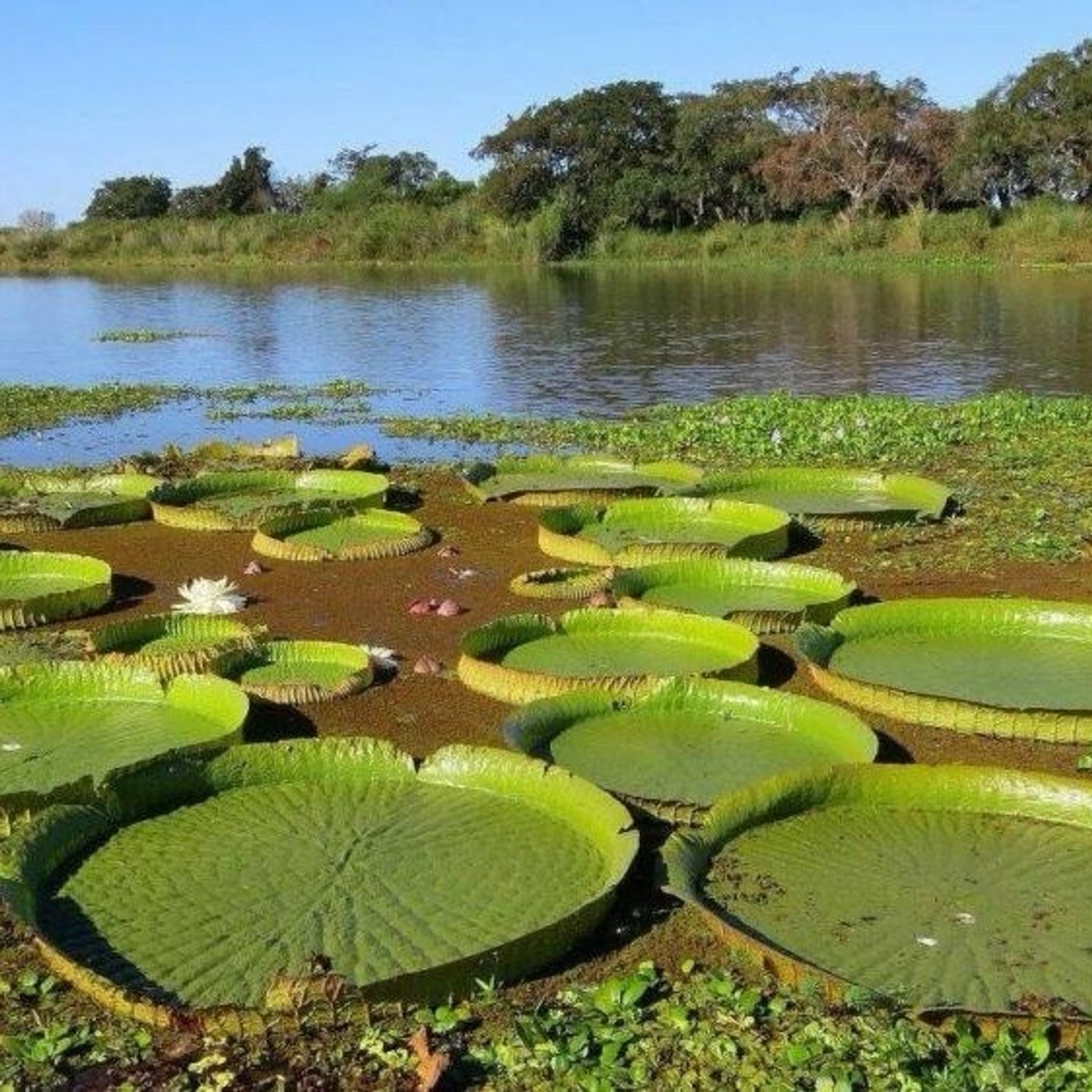 Humedal planeta:análisis de problemática ambiental episode artwork