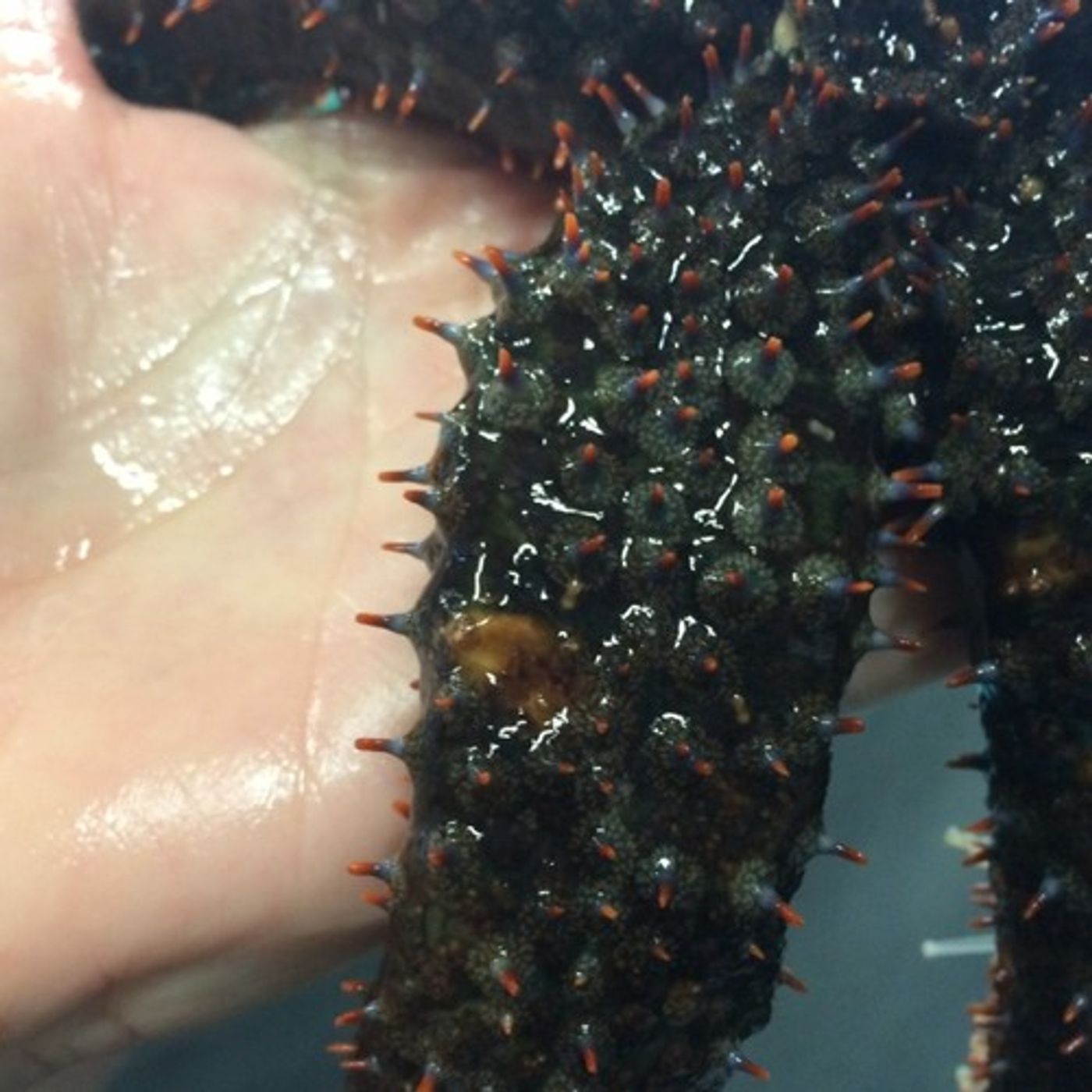 Scientists Solve Mystery Of West Coast Starfish Die-Off episode artwork