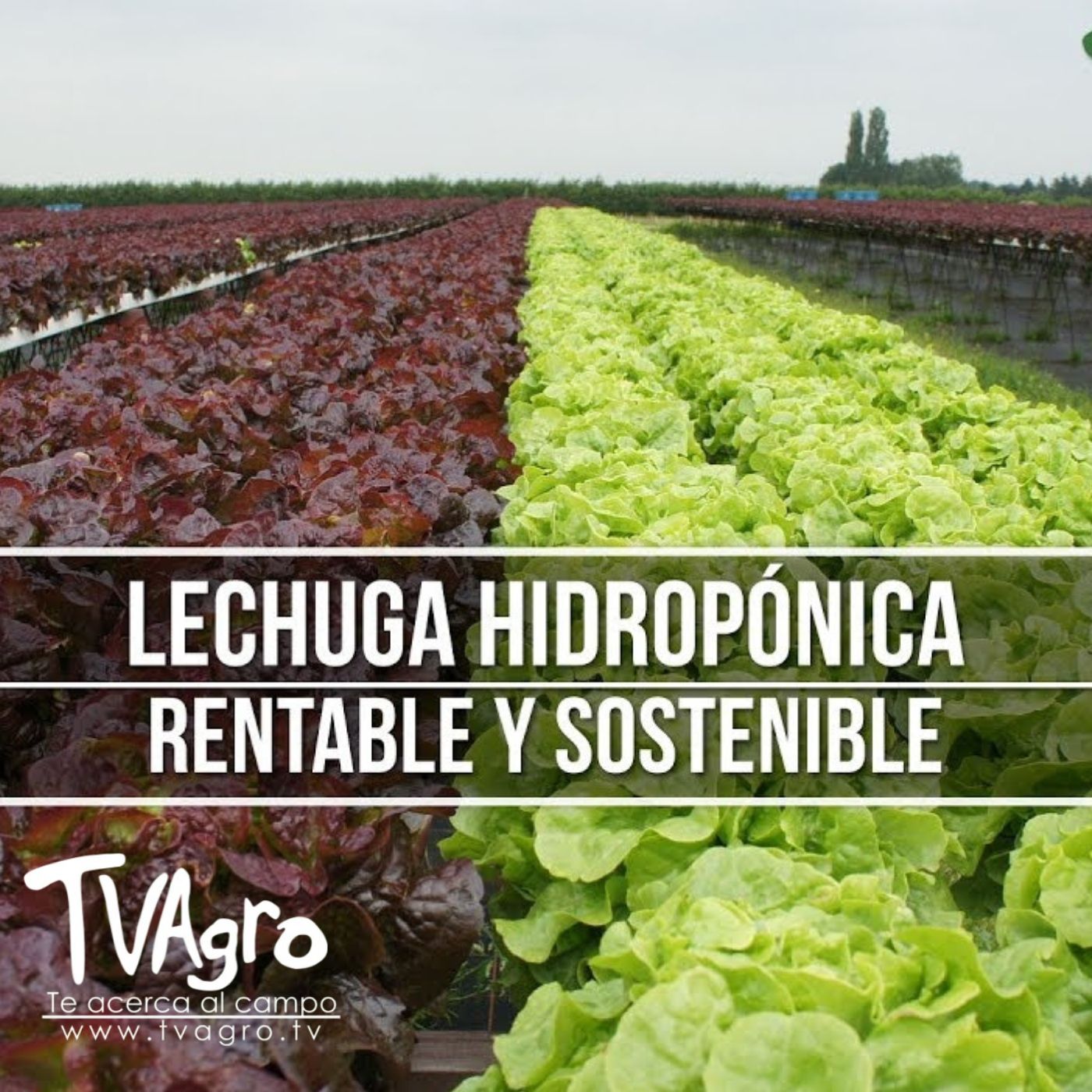 TV AGRO