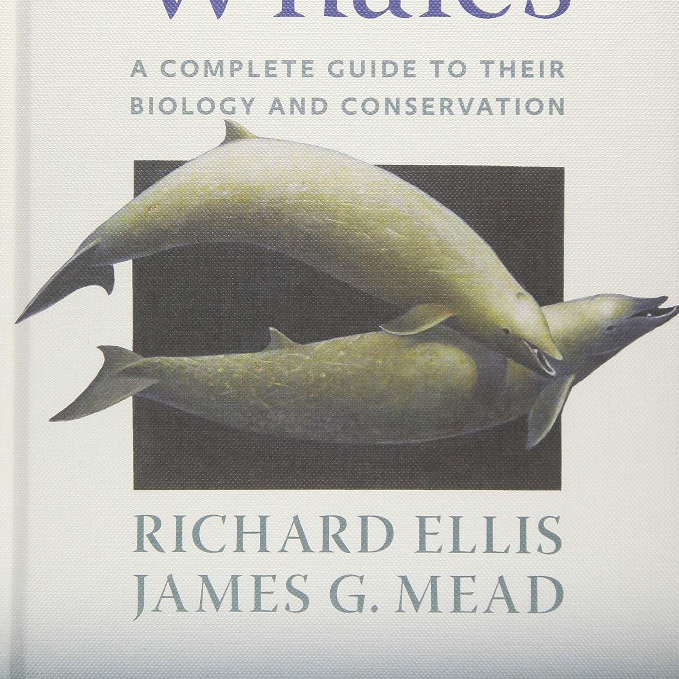 Beaked Whales: A Complete Guide to Their Biology and Conservation