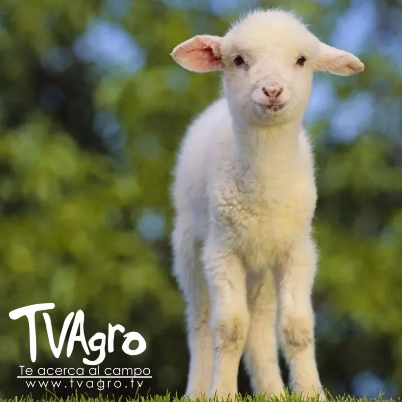 TV AGRO