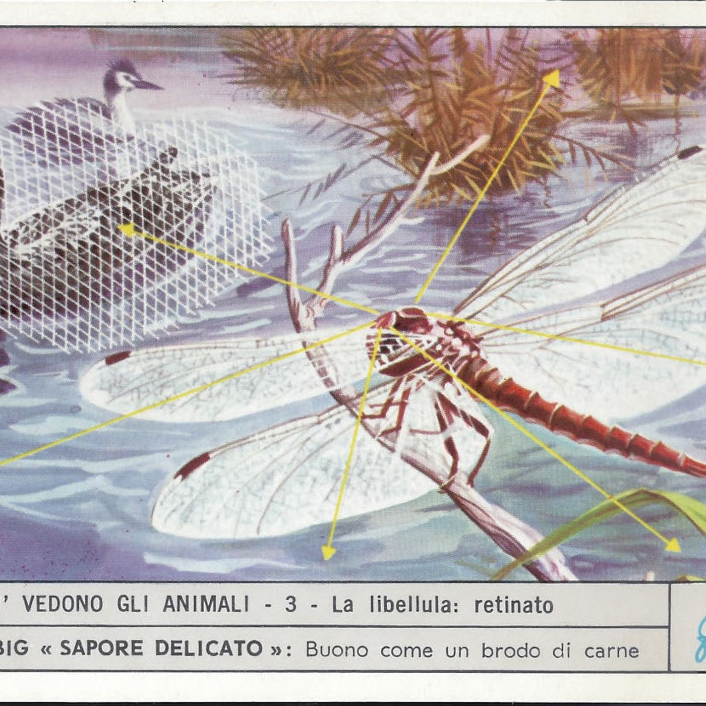 Museo della Figurina English Version podcast artwork