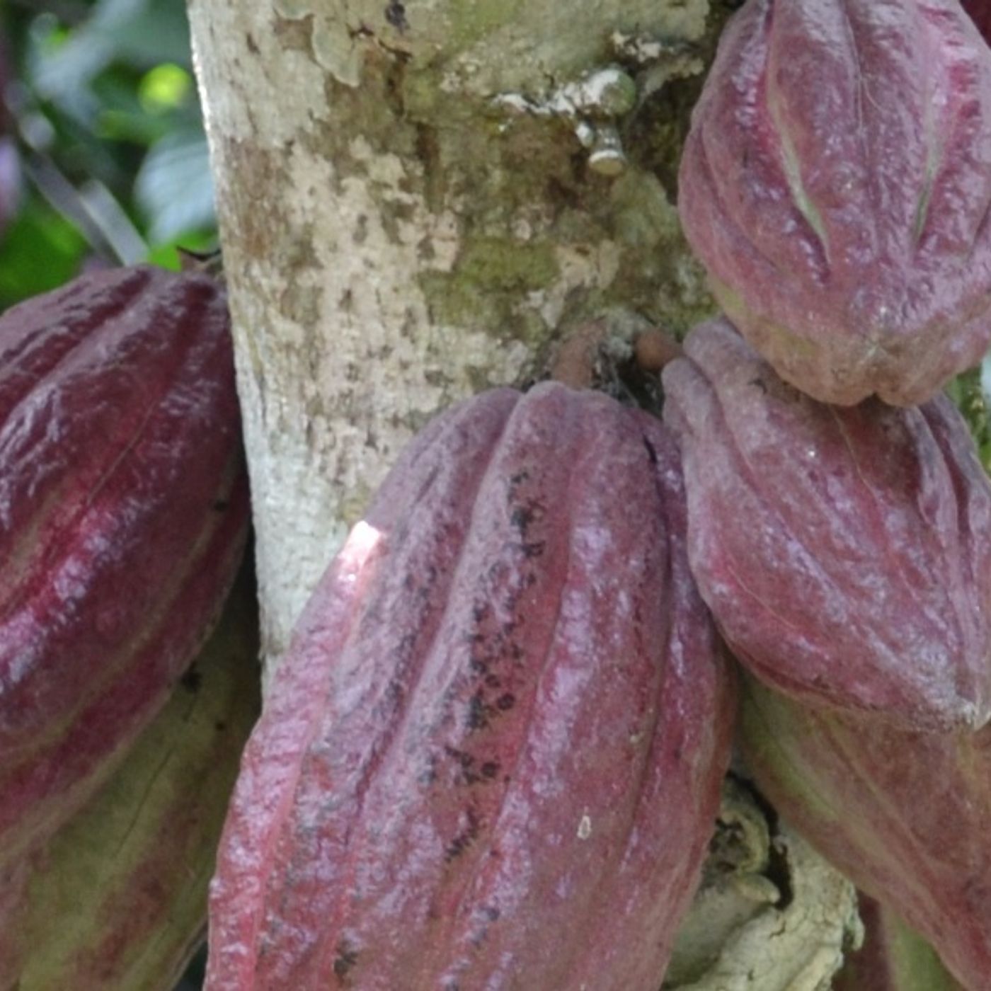 Audiolibro Modelo Productivo de Cacao