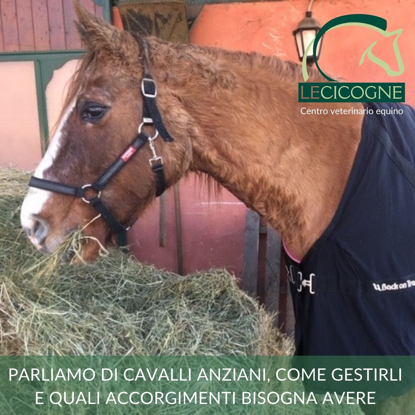 I cavalli: parliamo di salute e benessere