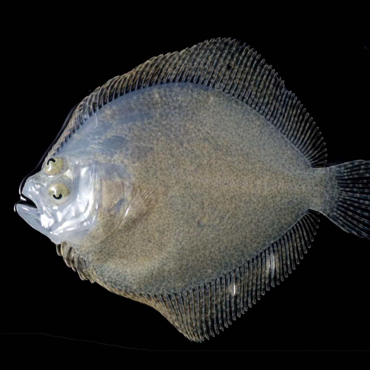 O que hai que escoitar