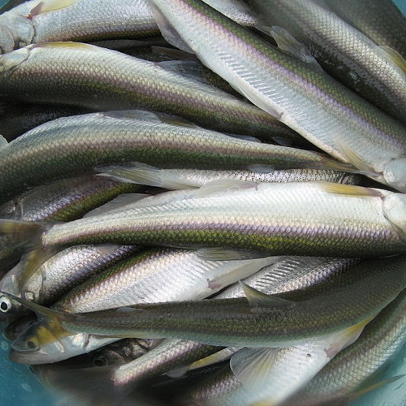 Pacific Smelt Receive Critical Habitat Designation episode artwork