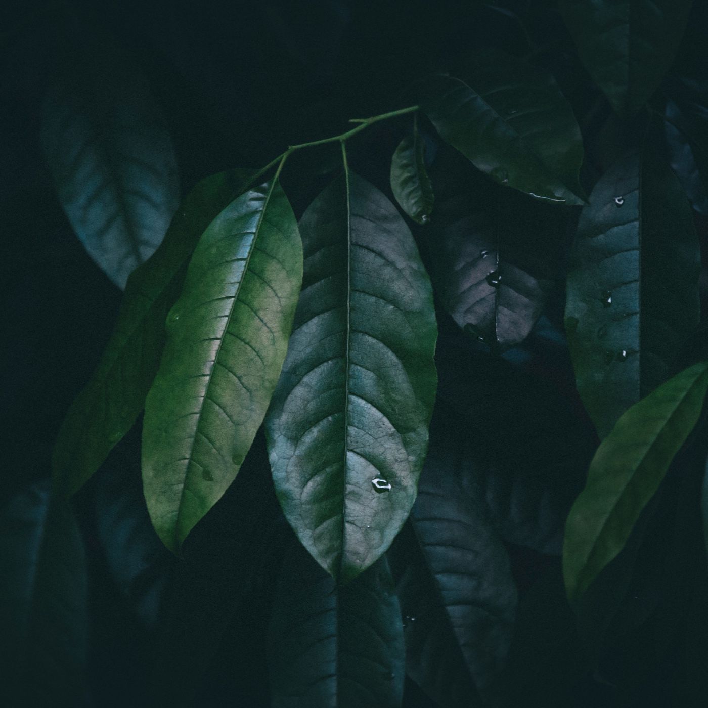 Ambientalismo podcast artwork