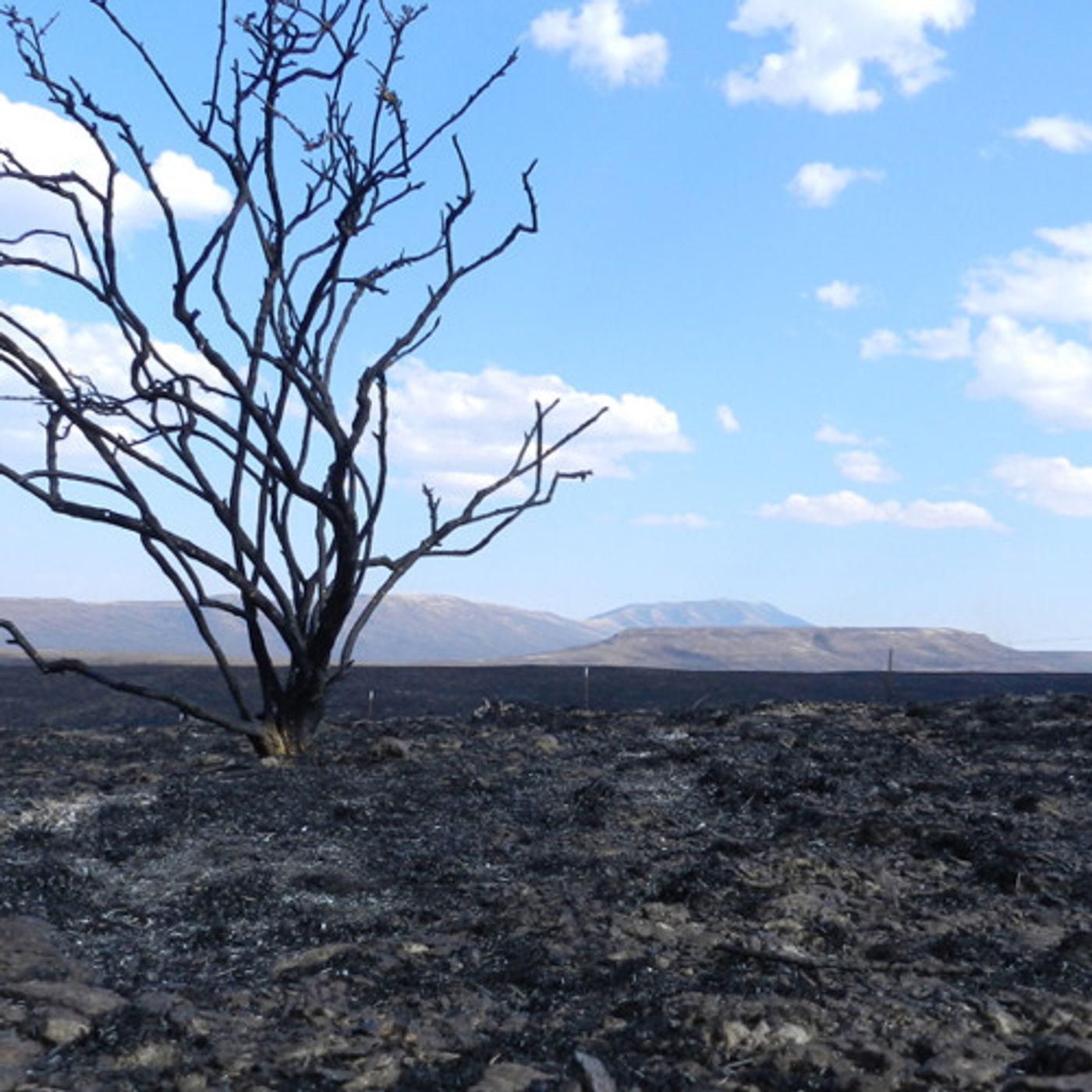 Northwest Wildfires Have Burned Record Number of Acres In 2012 episode artwork