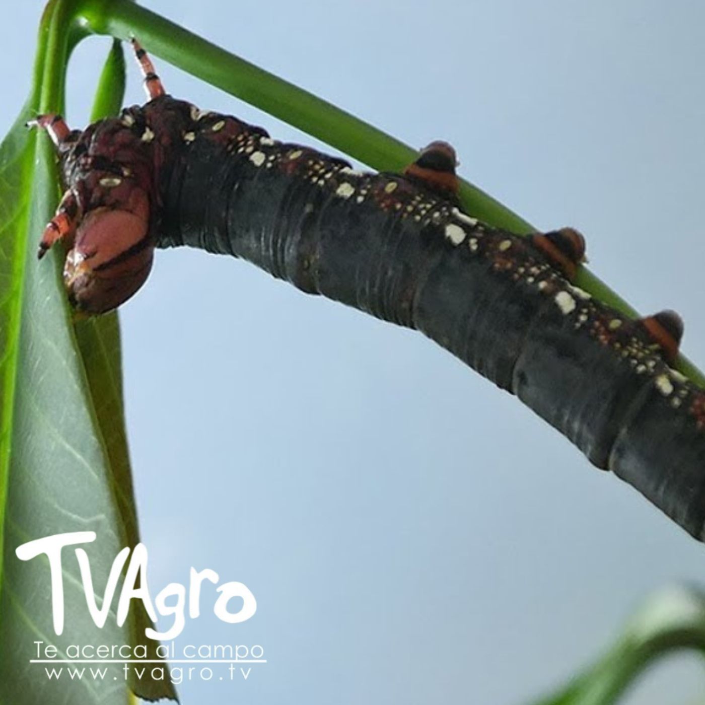 TV AGRO