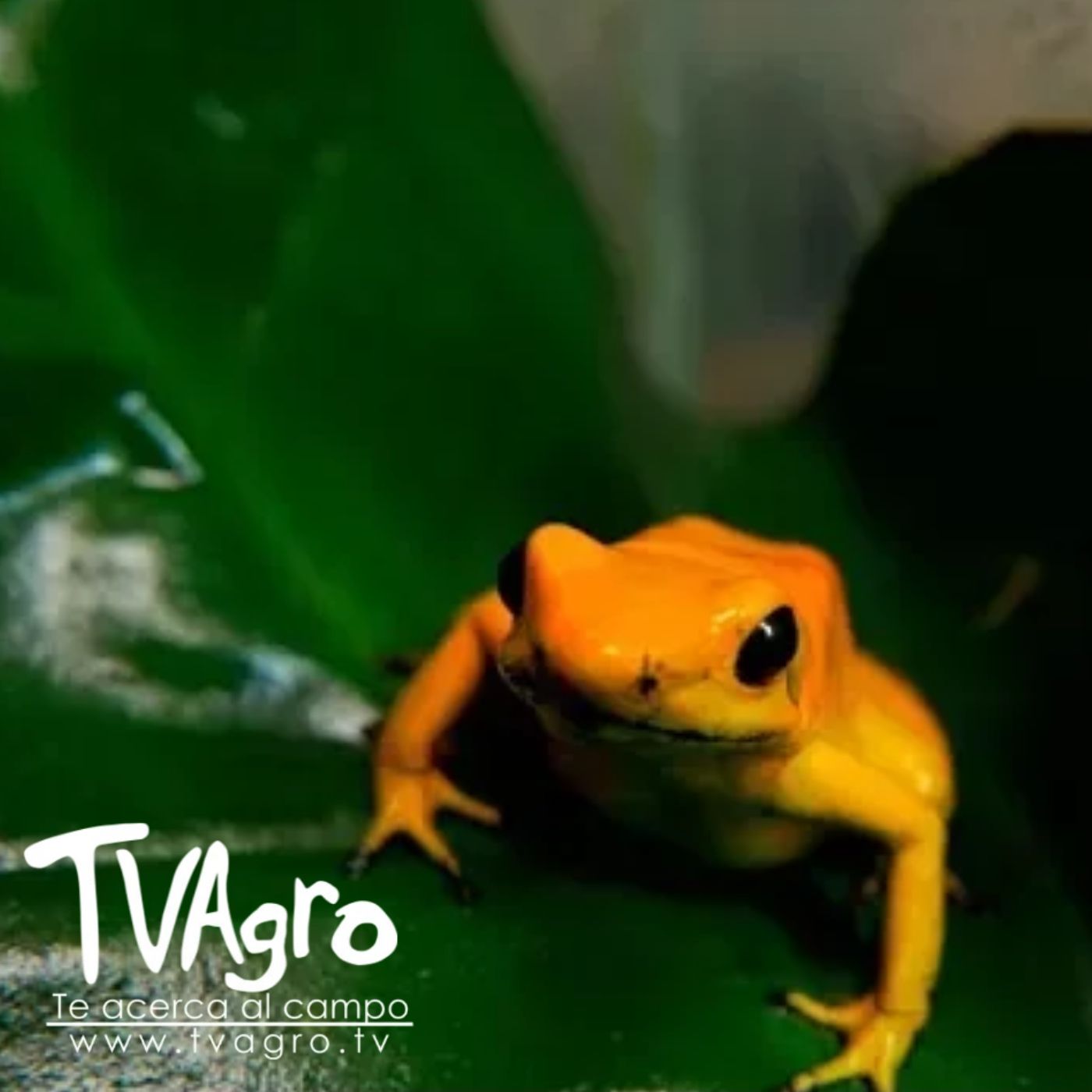 TV AGRO