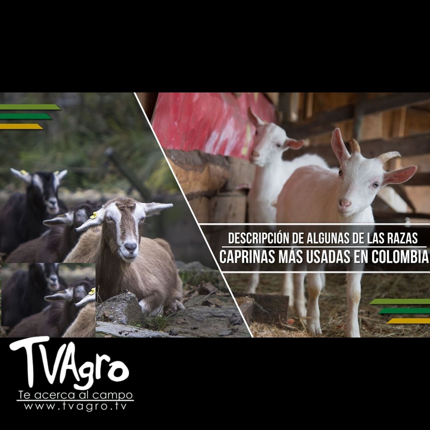 TV AGRO