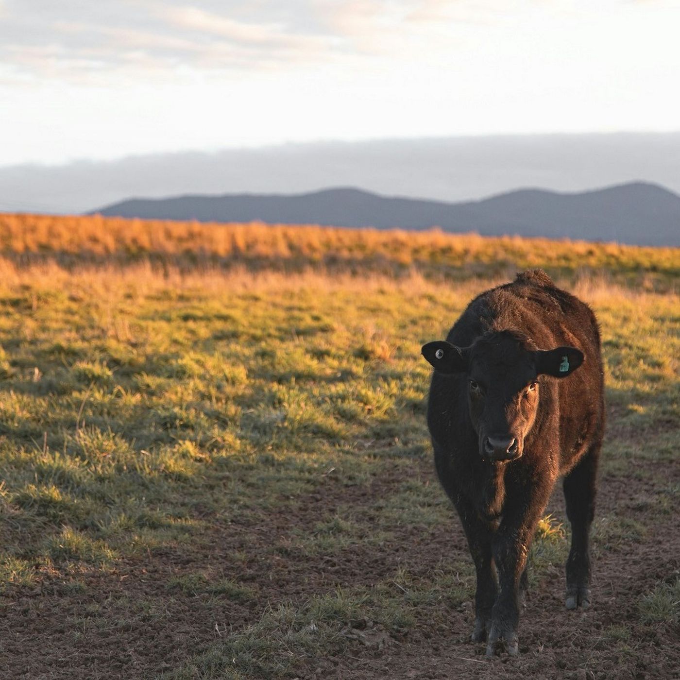3 Benefits of Buying Regeneratively Raised Meats Online episode artwork