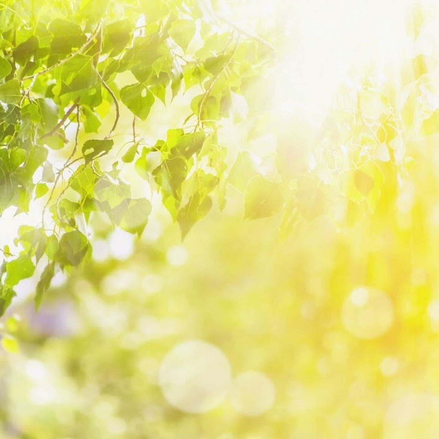 קדושים La valeur  de la chose dépend du regard qu'on lui porte| Paracha de la semaine