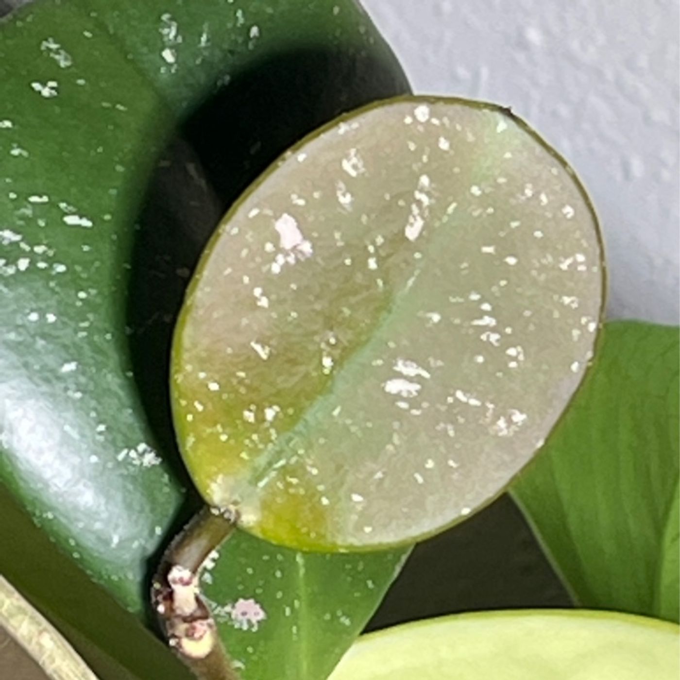 Episode 307 - How to Use a “Watering Schedule” Episode 307 - How to Use a “Watering Schedule”